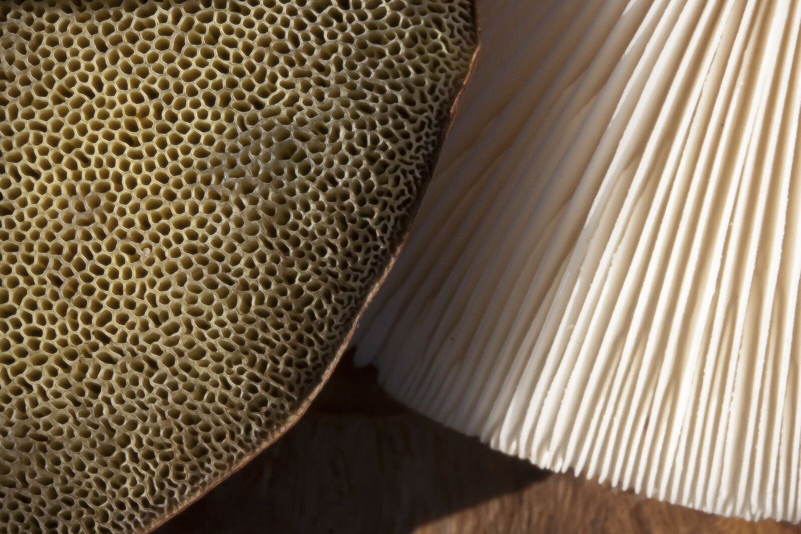 Canon EOS 50D sample photo. Mushrooms, comparison, rac photography