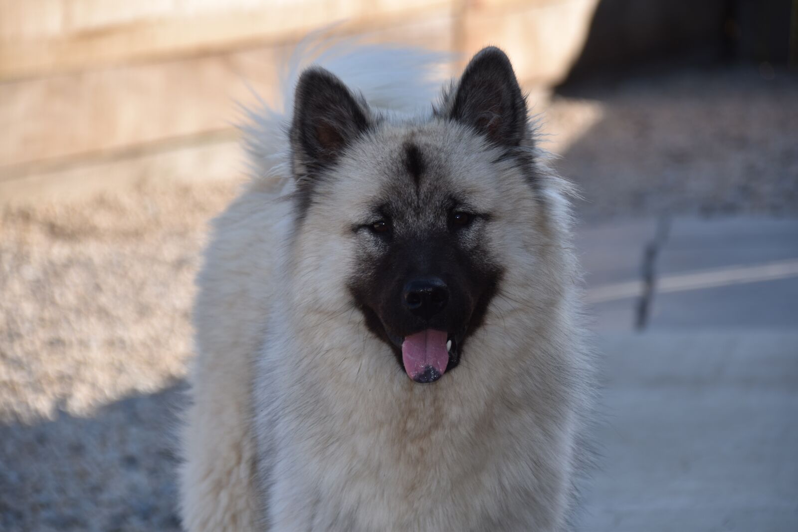 Nikon D5600 sample photo. Dog, dog eurasier, black photography