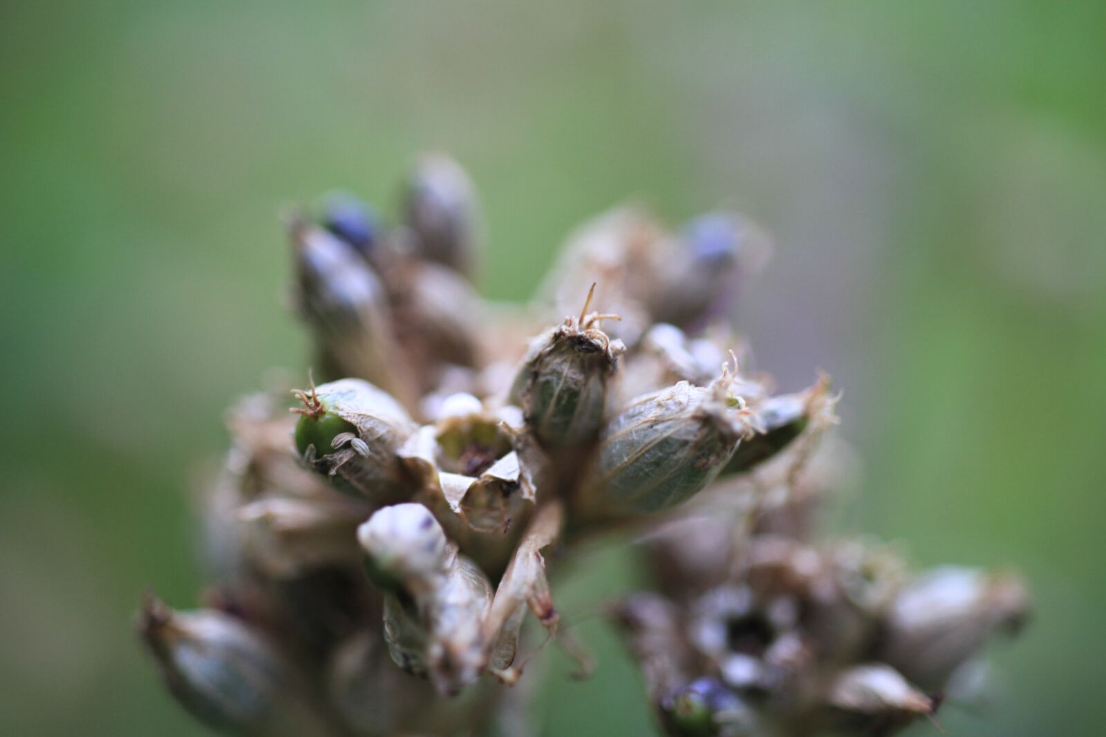 Canon EOS 7D sample photo. Flower, plant, seeds was photography