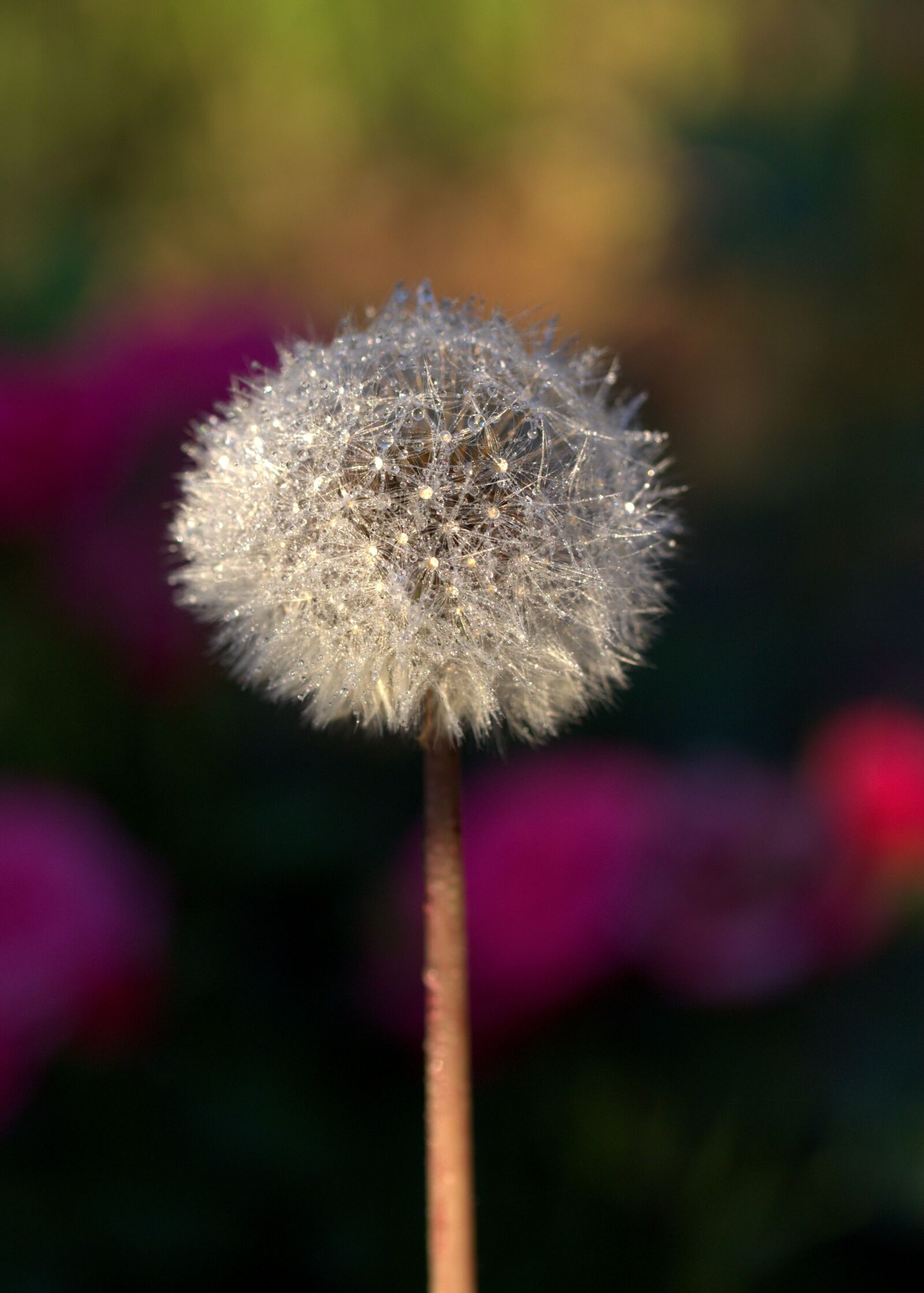 Canon EF-S 60mm F2.8 Macro USM sample photo. Dandelion, drops, plant photography