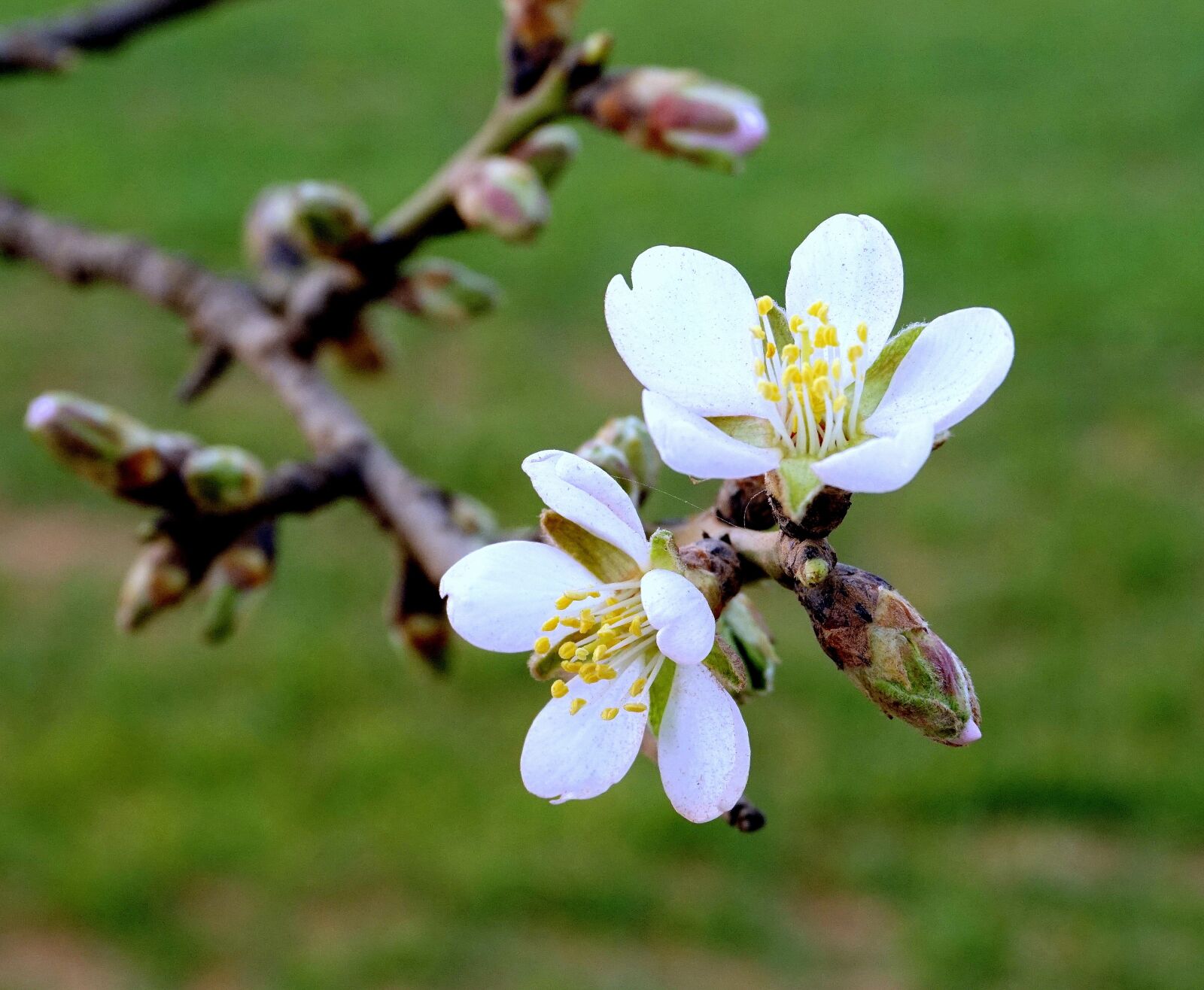 Sony a6000 sample photo. Almond flowers, flowering, almond photography