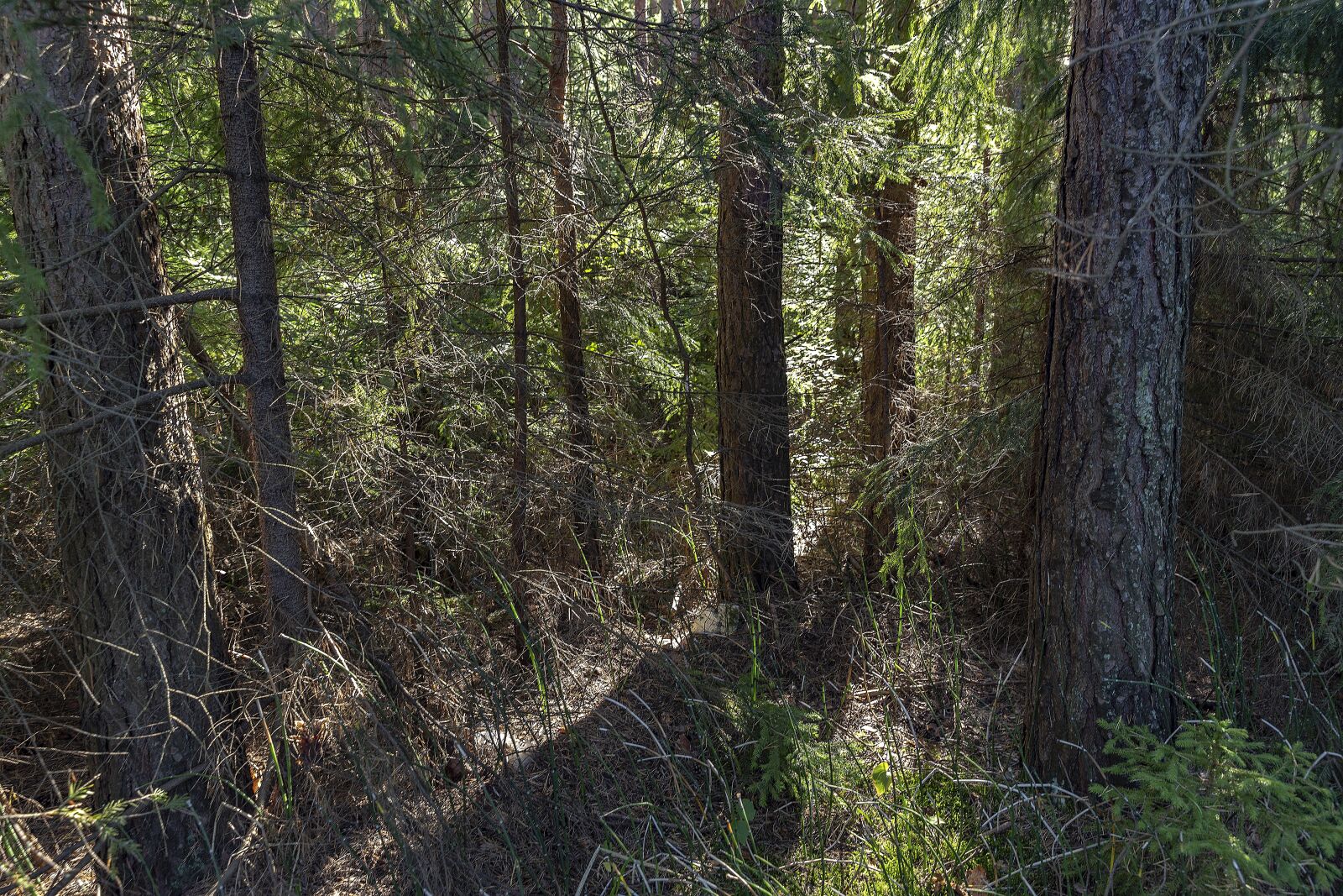 Canon EF 24-70mm F2.8L II USM sample photo. Journey, trip, russia photography