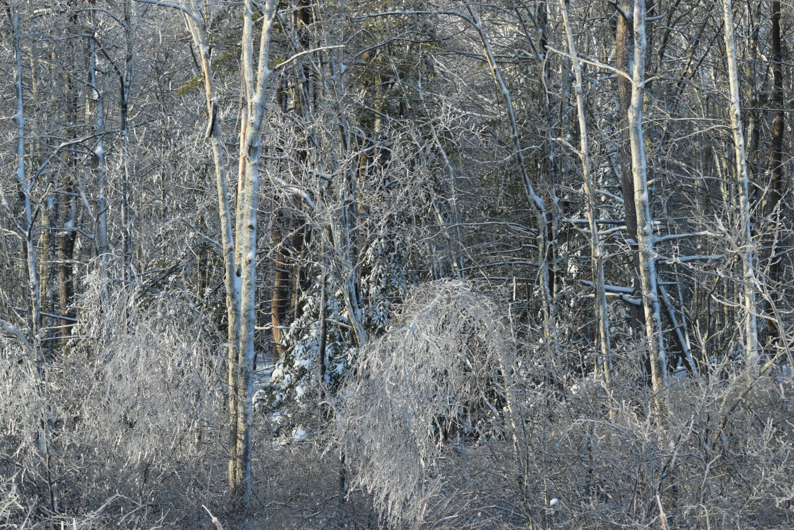 Nikon D5300 sample photo. Icy trees, winter, cold photography