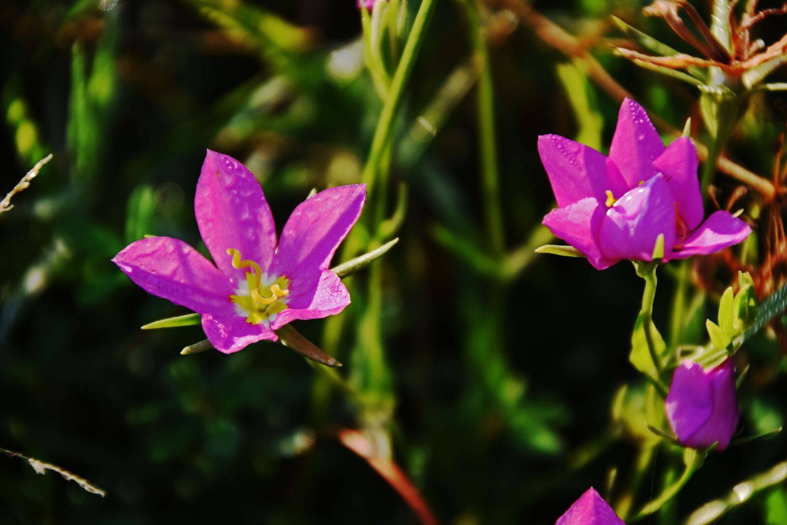 Nikon D5300 sample photo. Flowers, pink, nature photography