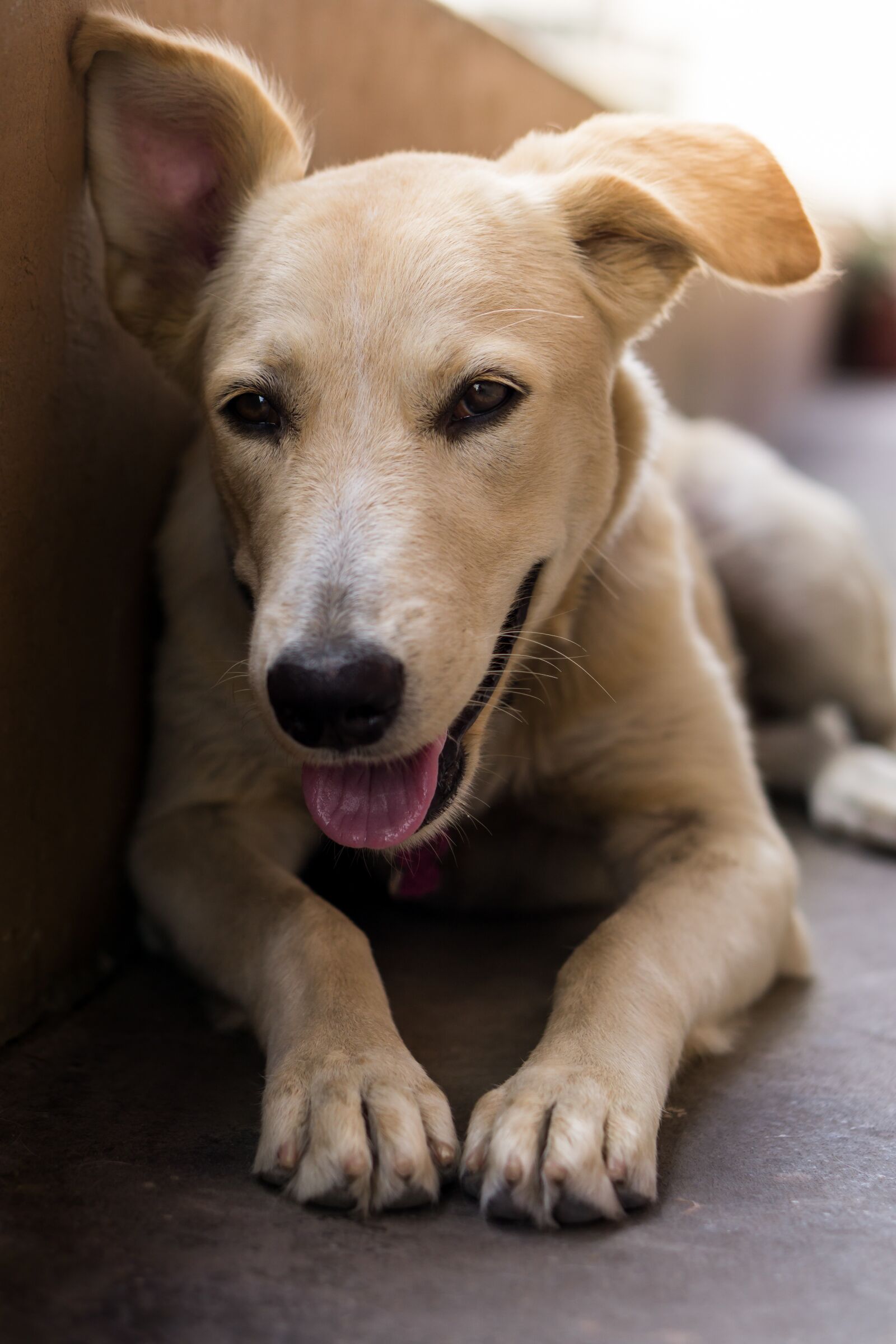 E 50mm F1.8 OSS sample photo. Animal, puppy, dog photography