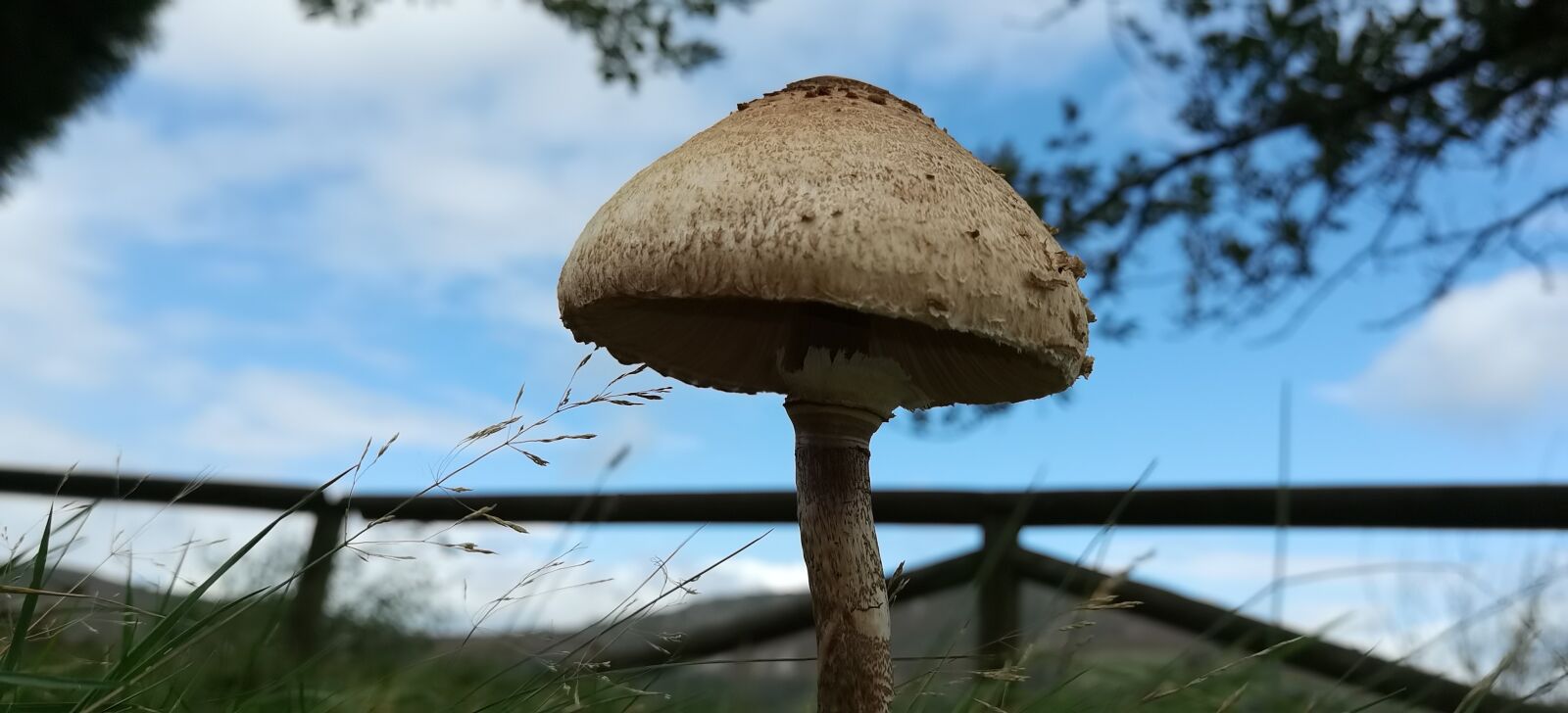 HUAWEI ELS-NX9 sample photo. Mushroom, nature, autumn photography