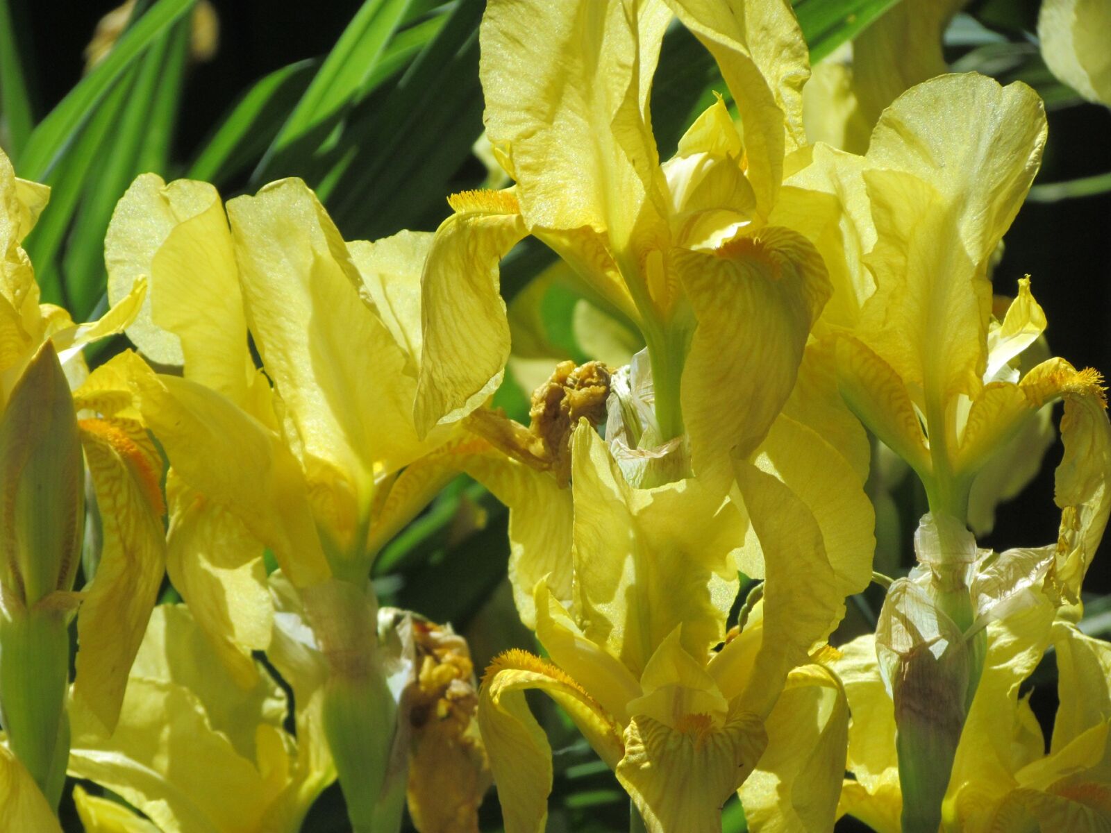 Canon PowerShot SX30 IS sample photo. Iris, flowers, bloom photography