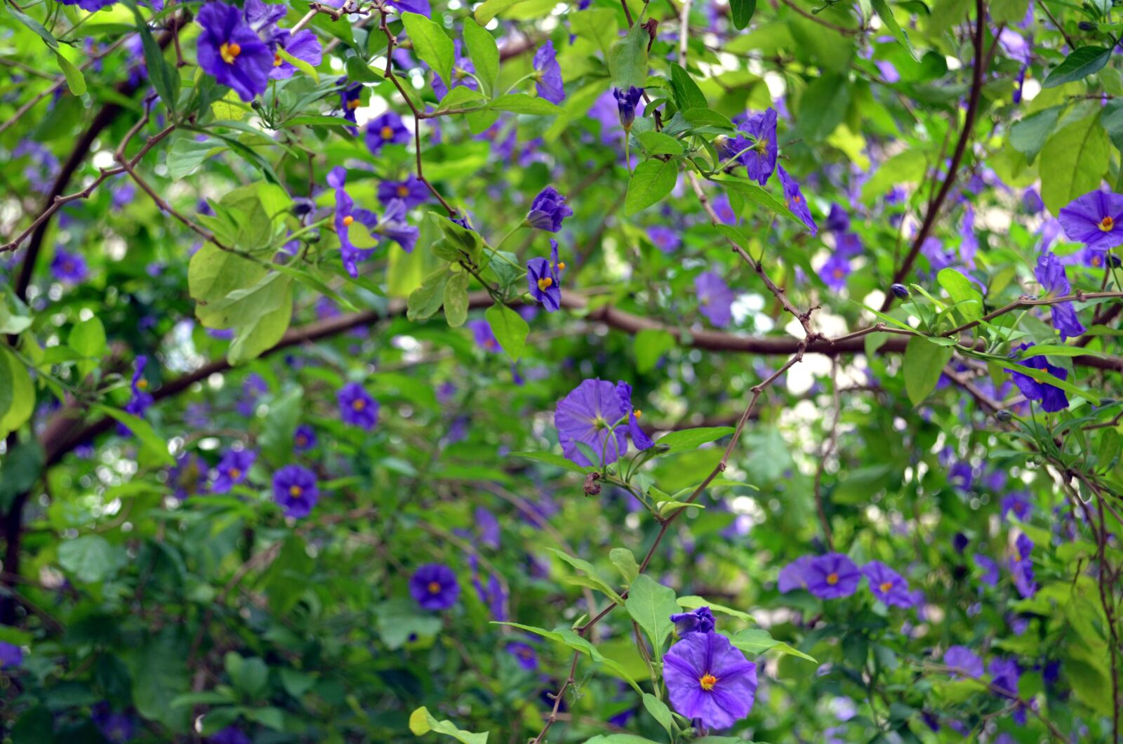 Nikon D5100 sample photo. Solanum rantonnetii, flowers, epazote photography