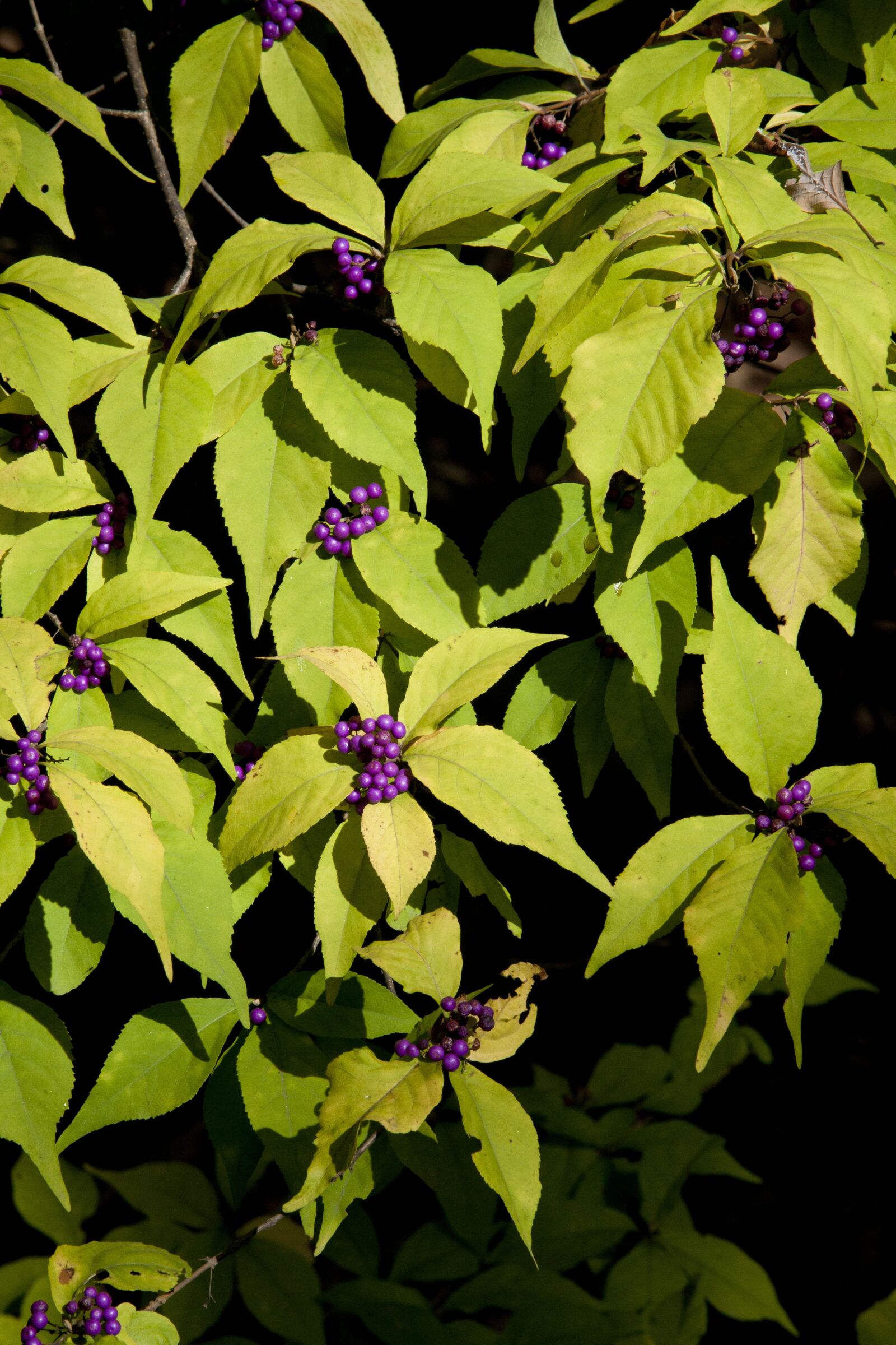 Canon EOS 5D sample photo. Fruit, nature, autumn photography