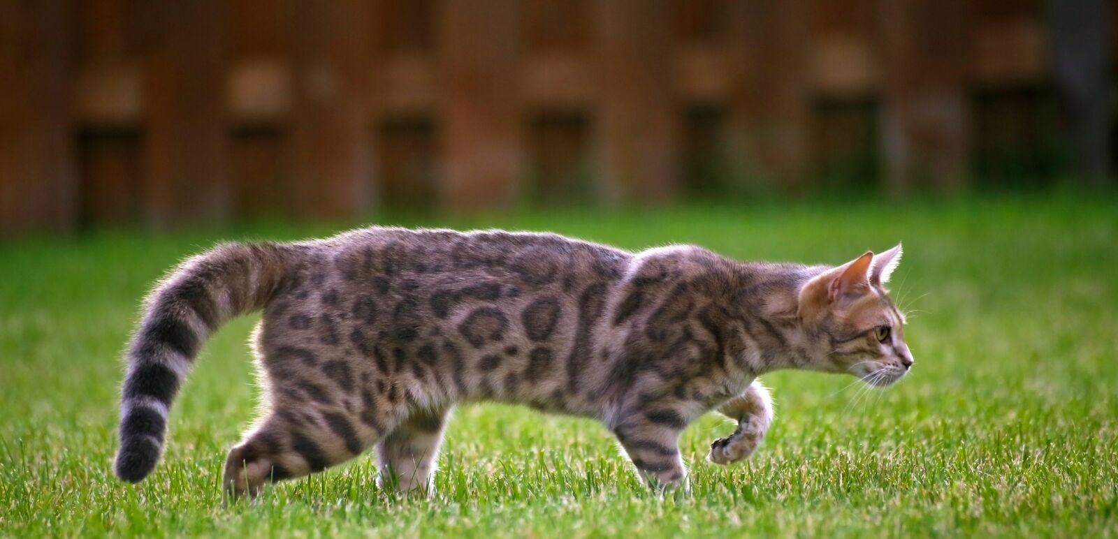 Canon EOS 6D sample photo. Cat, stalking, kitty photography
