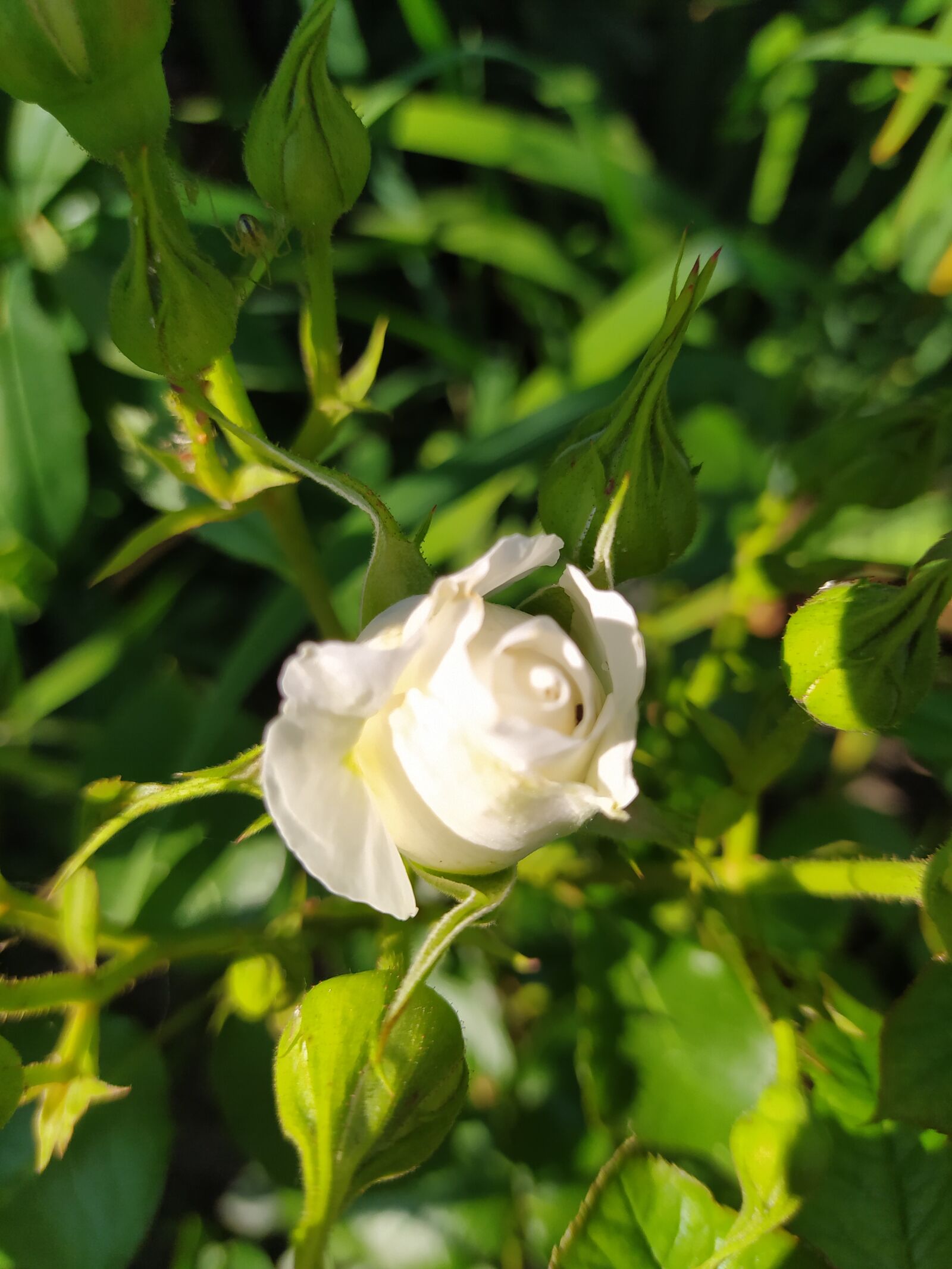 Xiaomi Redmi Note 8T sample photo. Flower, white, rose photography