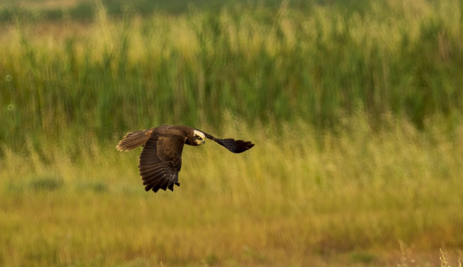 Nikon D7200 sample photo. Bird, nature, animal photography