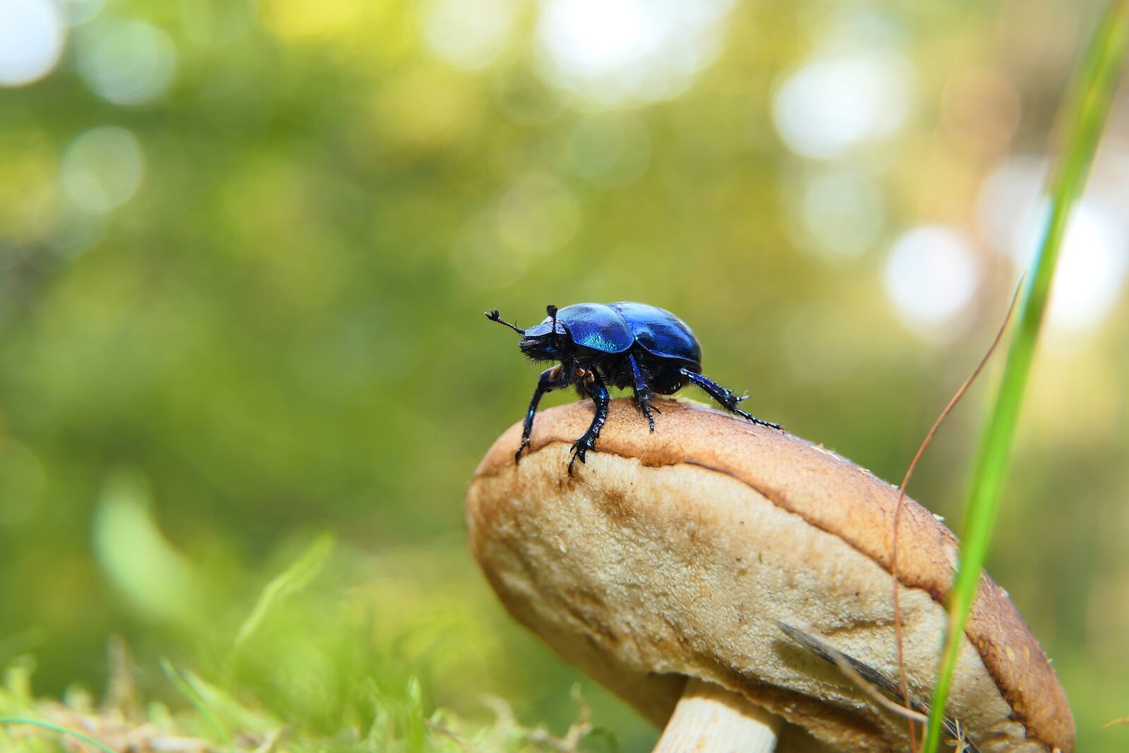 Panasonic Lumix DMC-FZ2500 (Lumix DMC-FZ2000) sample photo. Forest beetle, the beetle photography