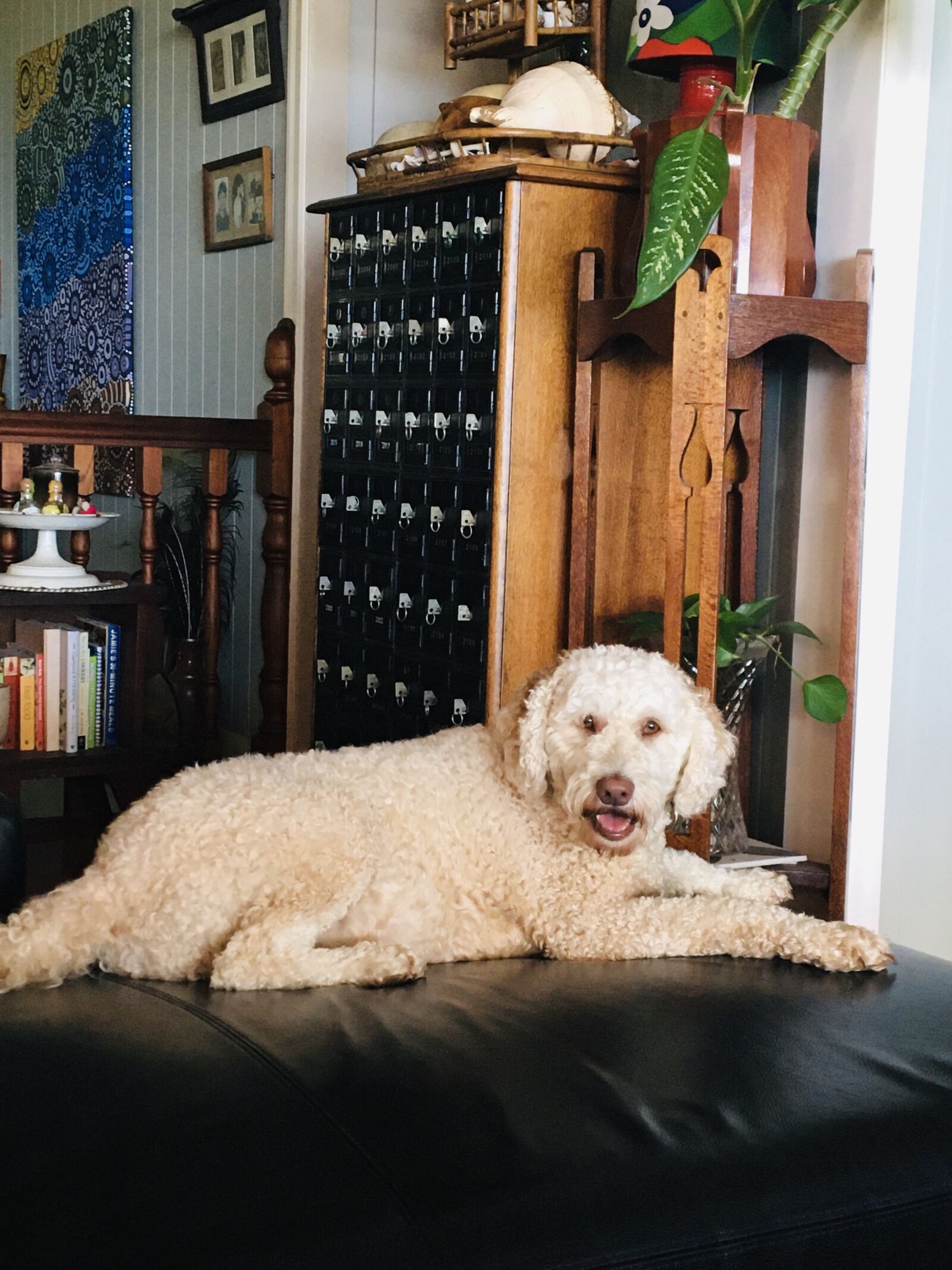 Apple iPhone 6s sample photo. Dog, labradoodle, canine photography