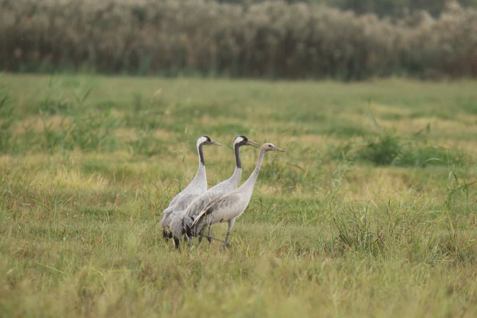 Canon EOS 7D Mark II sample photo. Birds, cranes, female photography