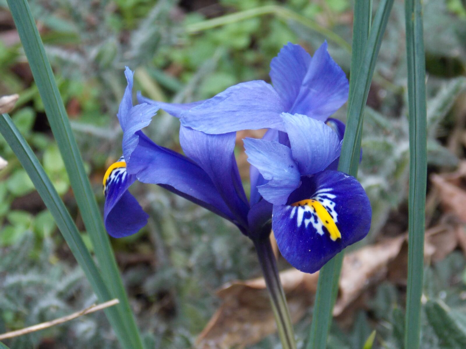 Nikon Coolpix L810 sample photo. Flowers, violet, nature photography