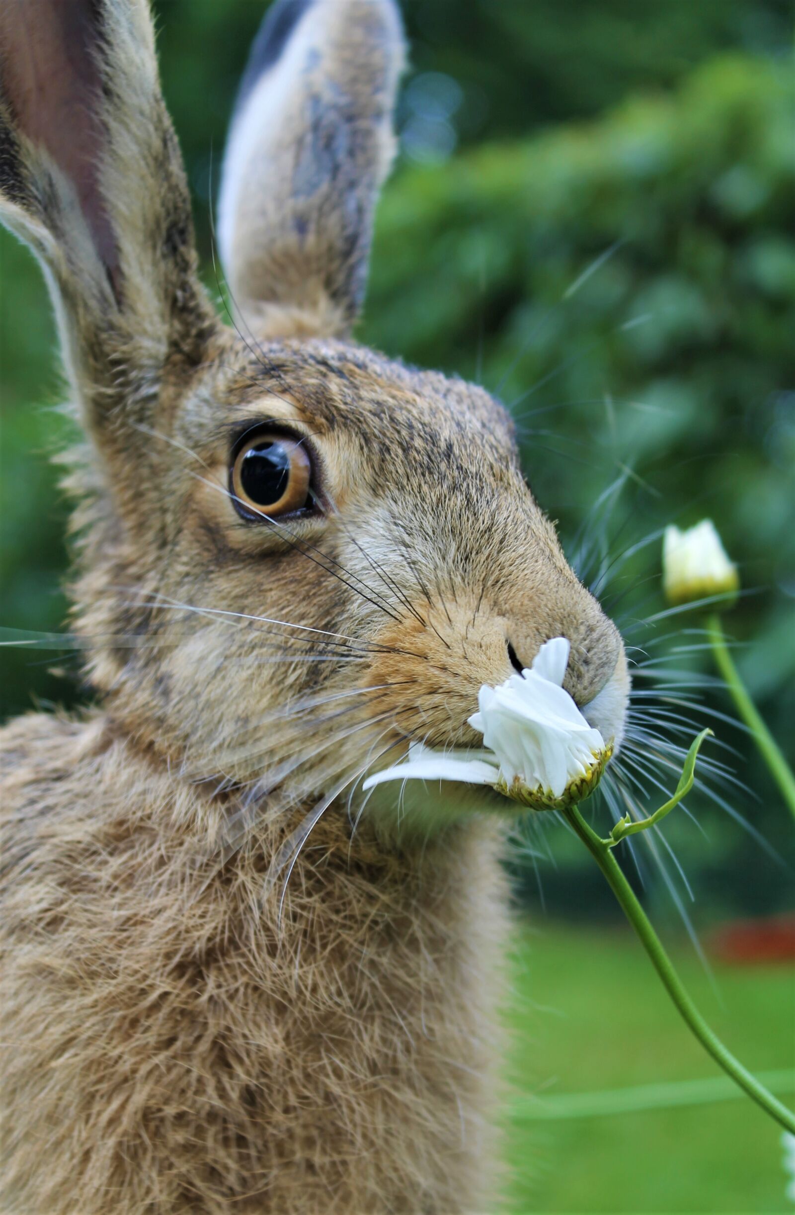 Canon EOS 1100D (EOS Rebel T3 / EOS Kiss X50) sample photo. European brown hare, young photography