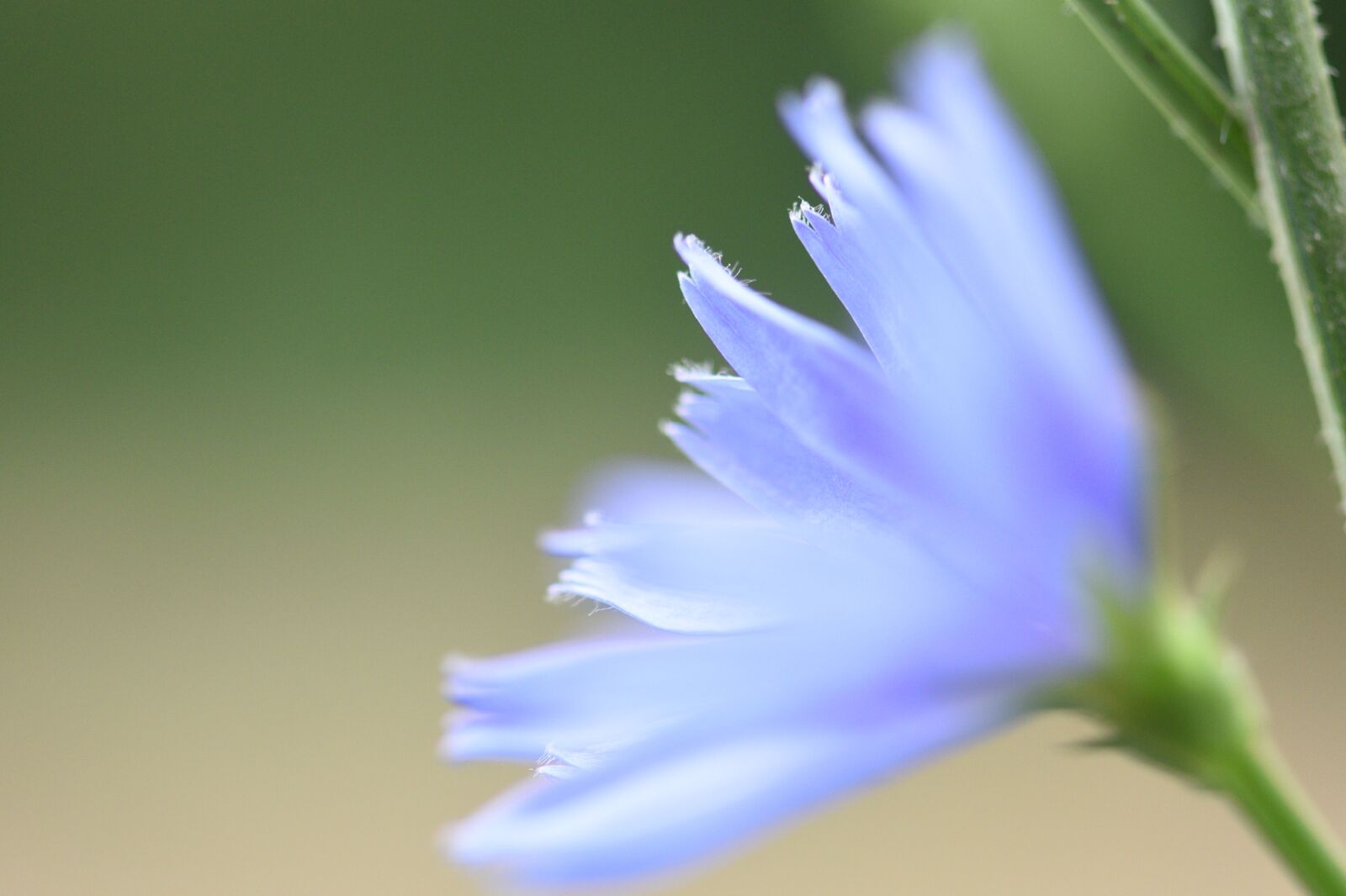Nikon D750 sample photo. Chicory, blue, flower photography