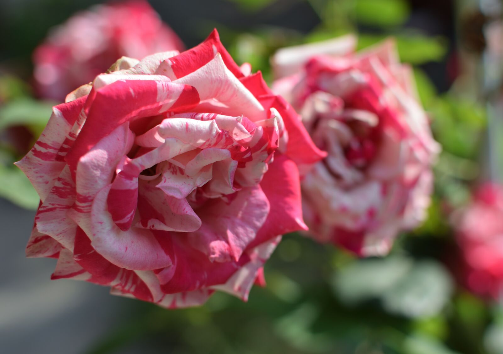 Nikon D5300 sample photo. Rosa, flower, plant photography
