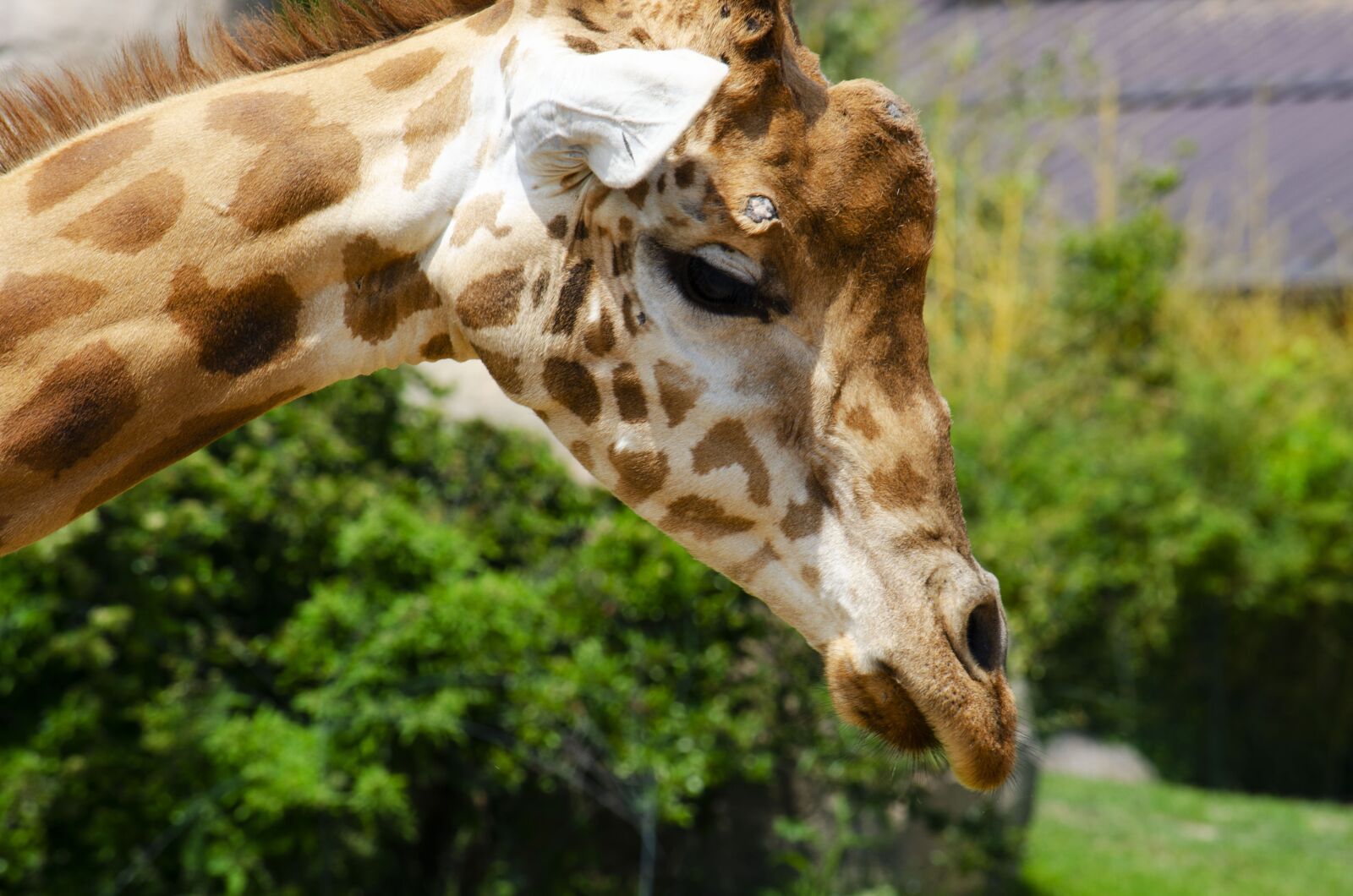 Nikon D5100 sample photo. Giraffe, closeup, animal photography