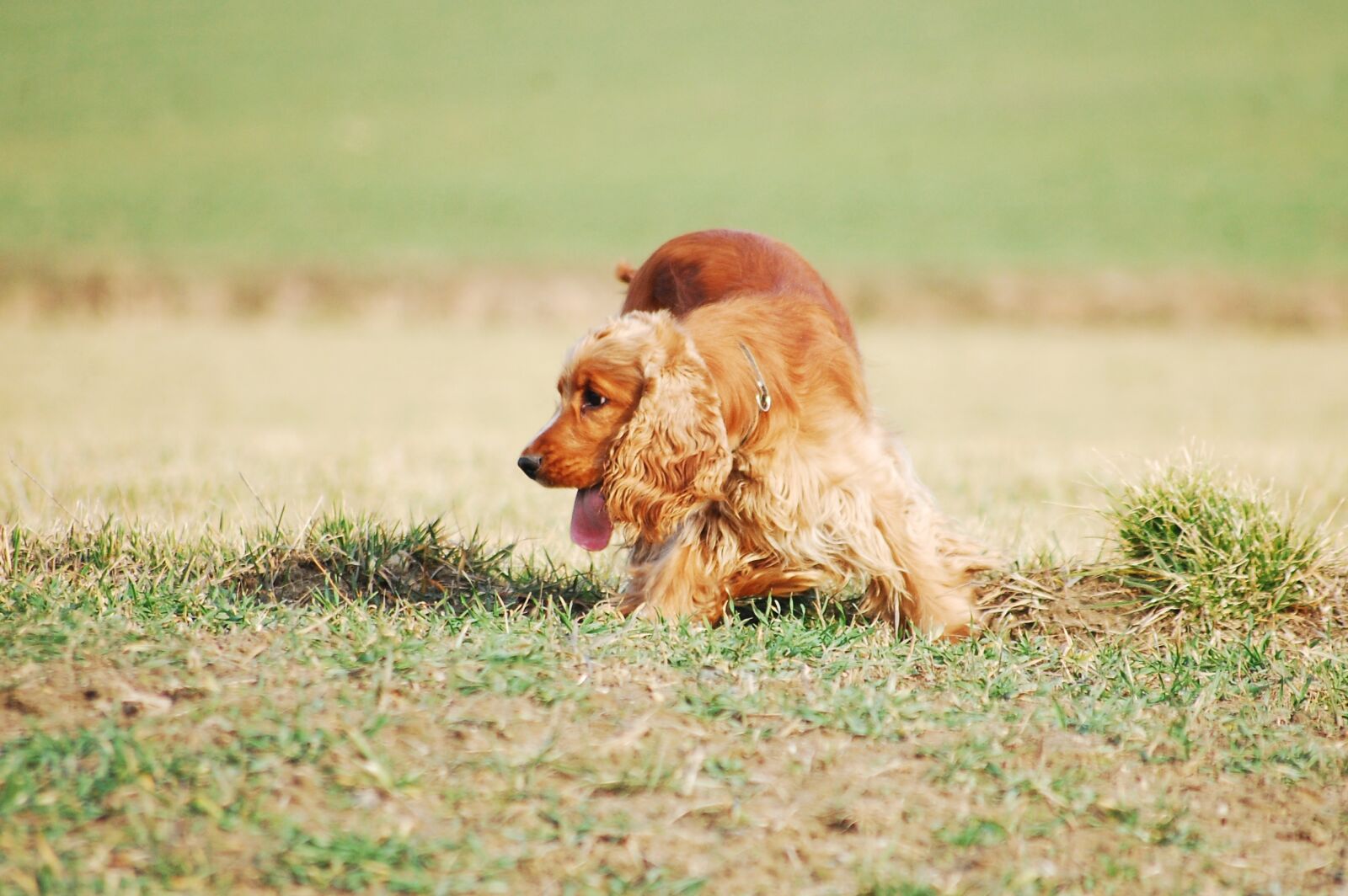 Nikon D40 sample photo. Dog, doggy, freedom photography