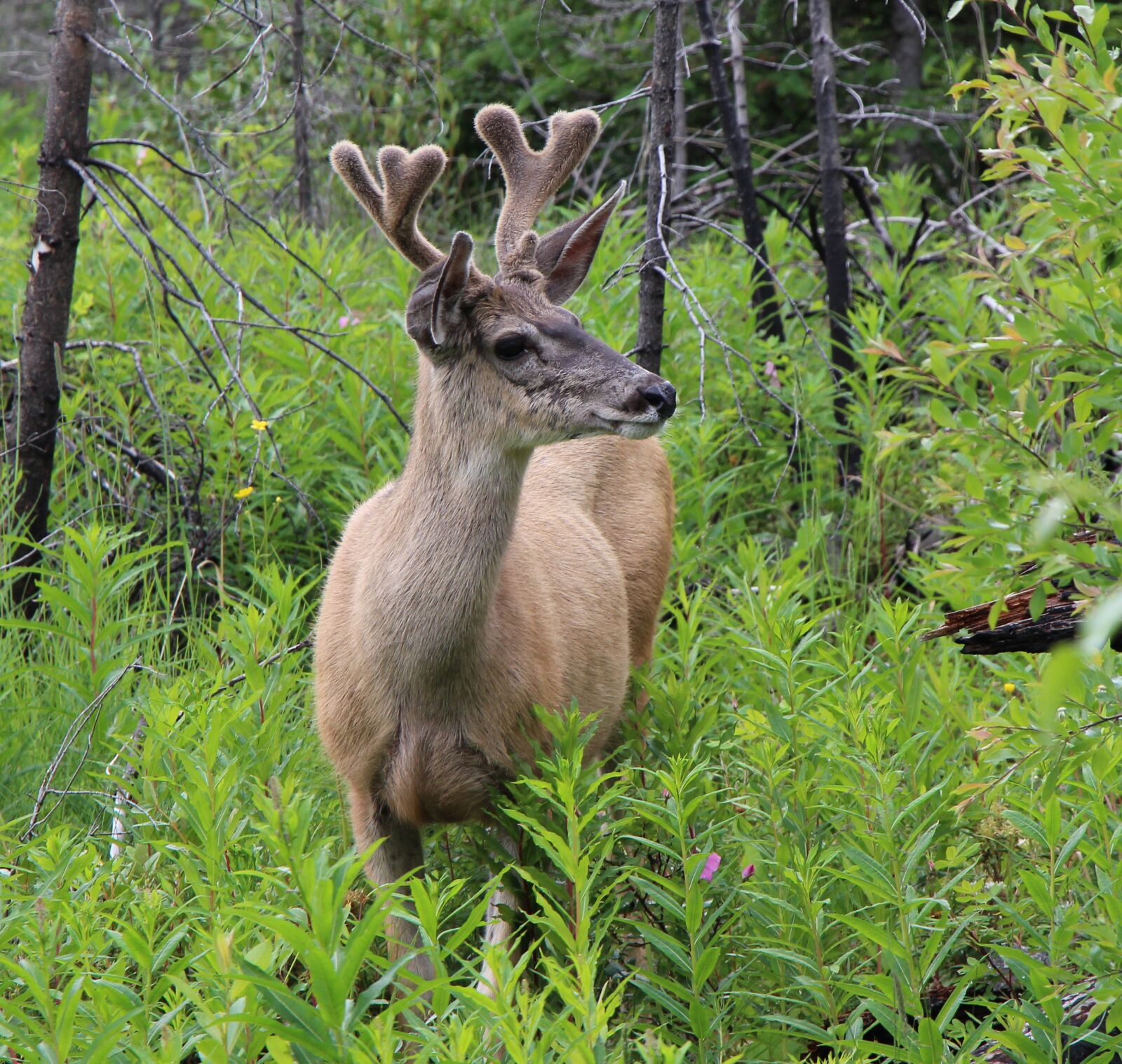 Canon EOS 700D (EOS Rebel T5i / EOS Kiss X7i) sample photo. Deer, buck, velvet photography