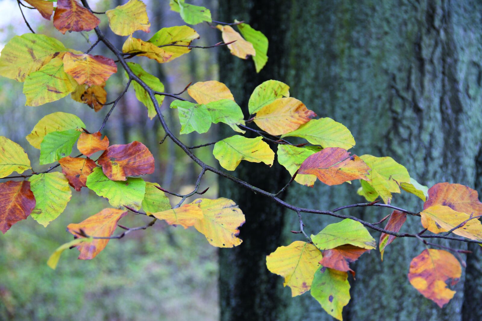 Canon EOS 500D (EOS Rebel T1i / EOS Kiss X3) sample photo. Autumn, leaves, leaf photography