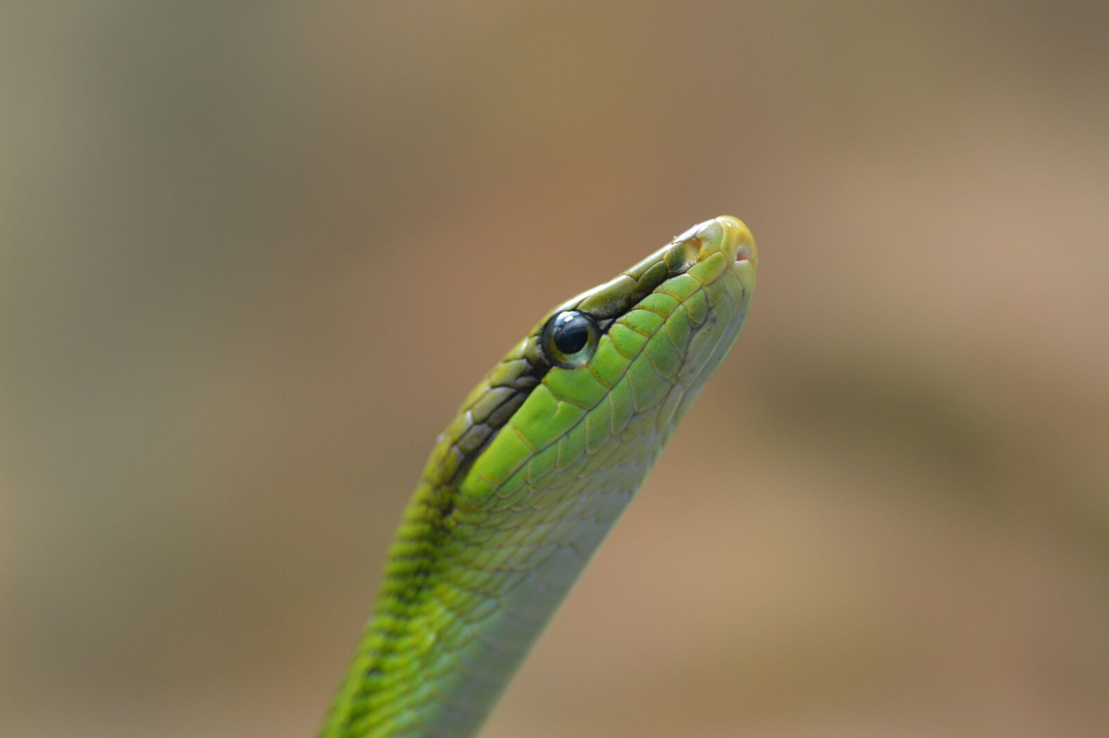 Nikon D3200 sample photo. Snake, schlange, serpent photography