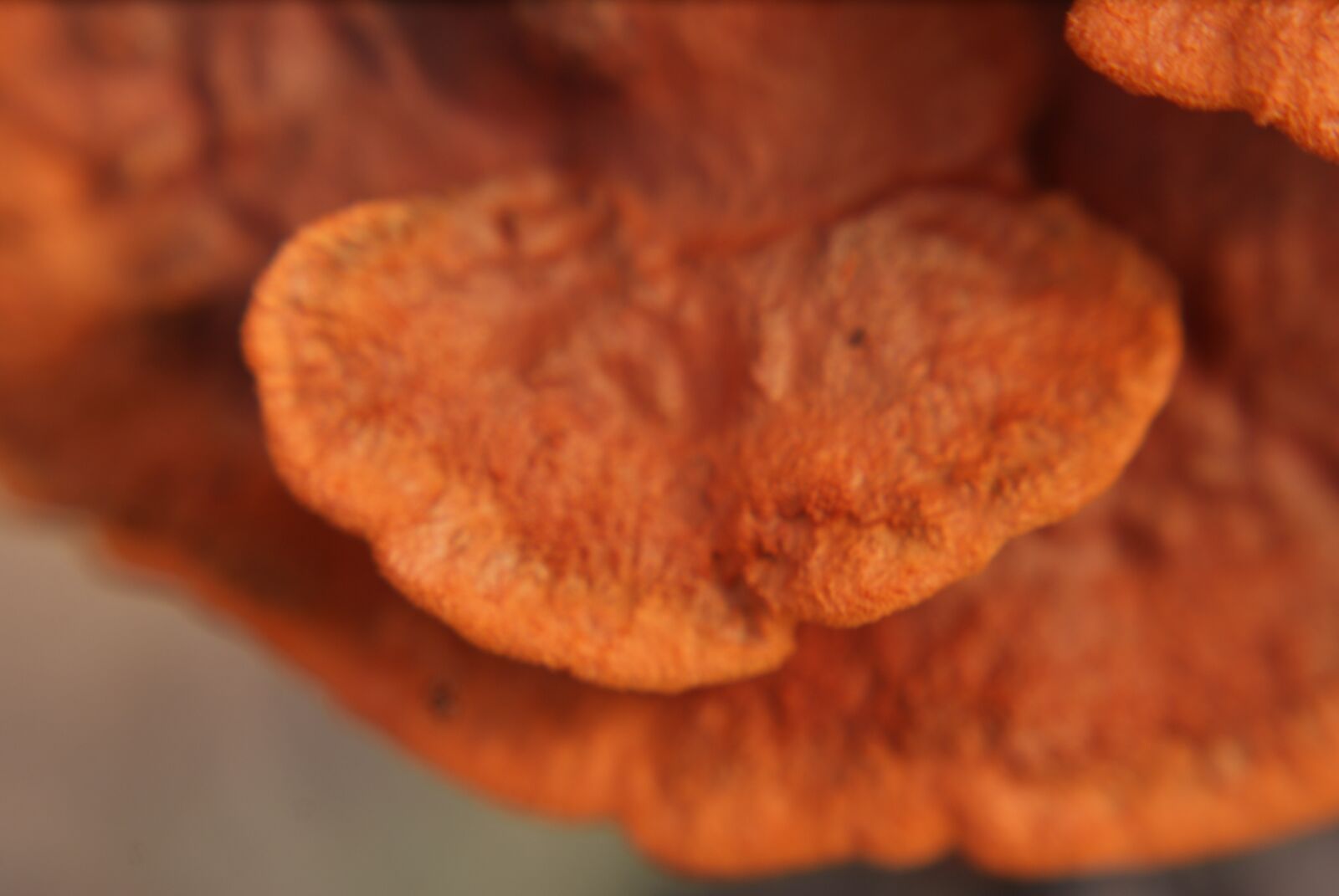 Sony Alpha DSLR-A200 sample photo. Mushroom, fungus, trunk photography