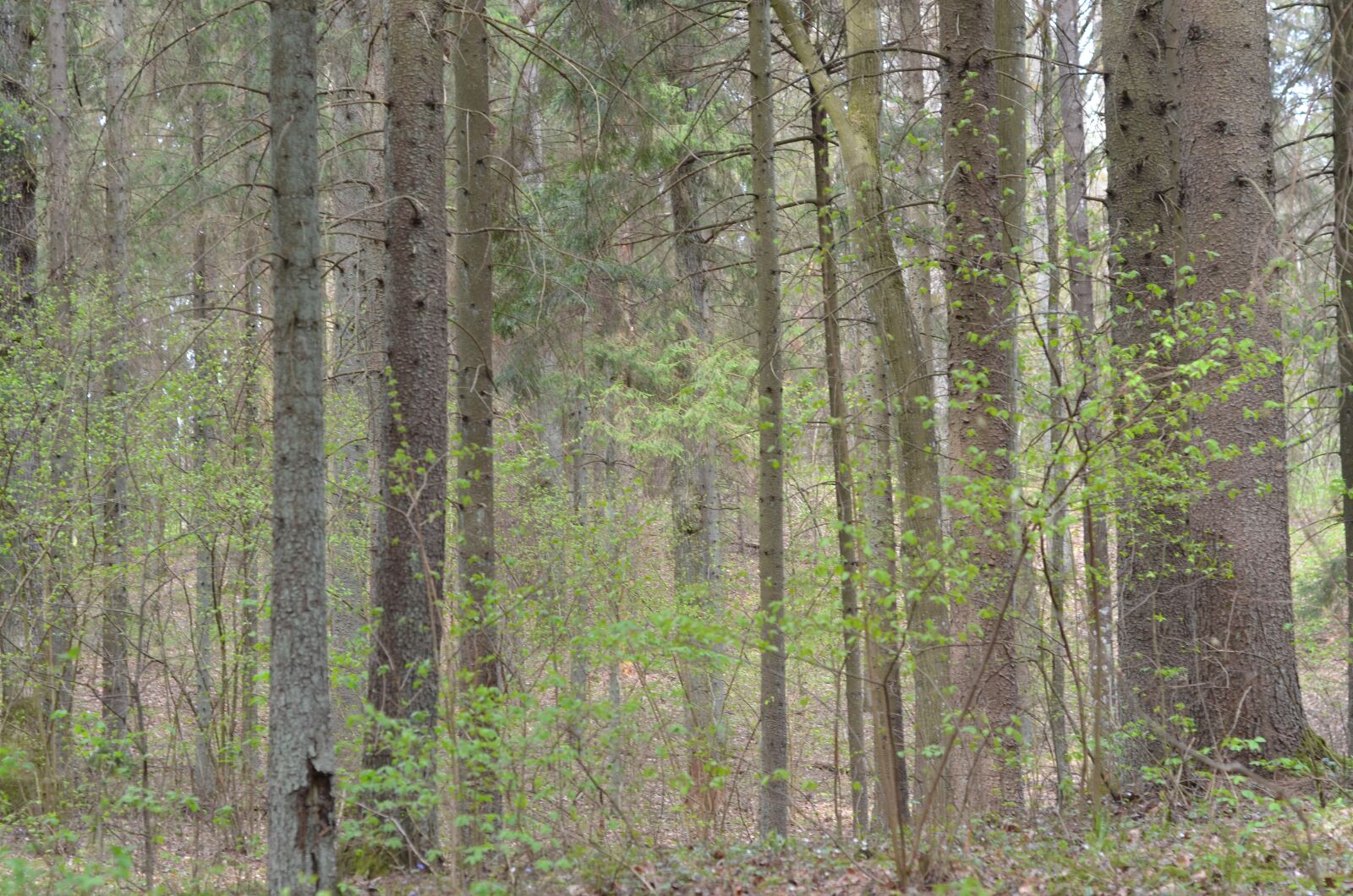 Nikon D7000 sample photo. Forest, lithuania, nature photography