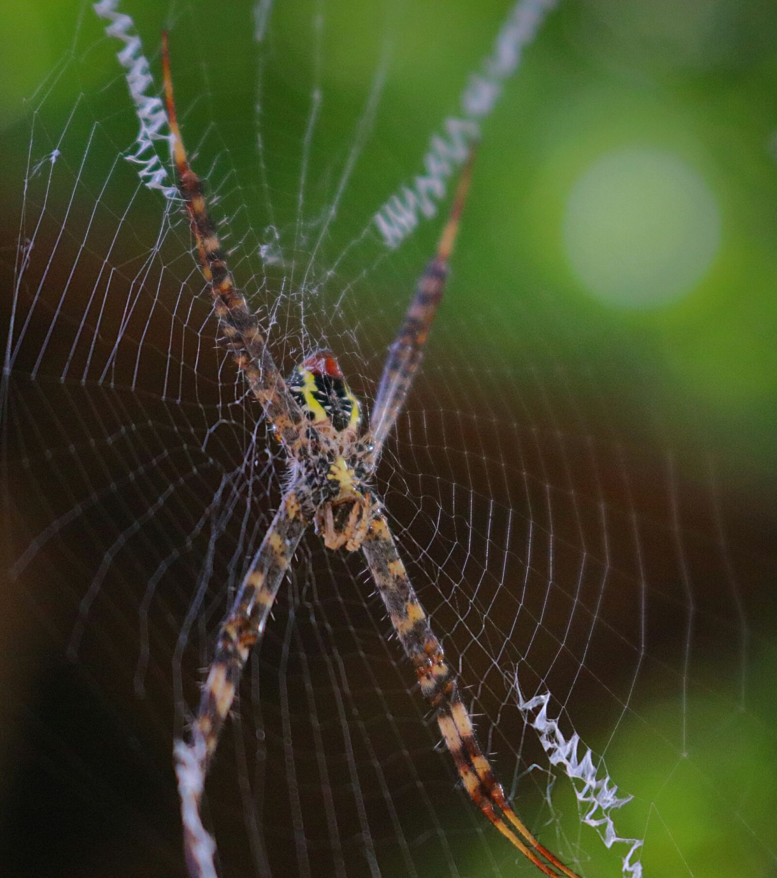 Canon EOS 80D sample photo. Spider, wave, wildlife photography