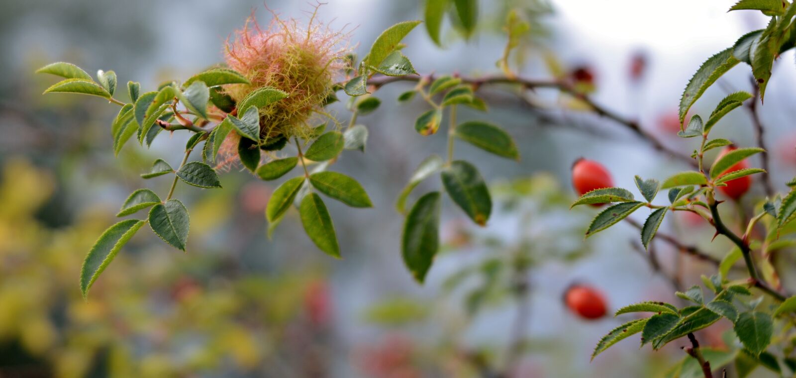 Nikon D600 sample photo. Rosehips, leaves, nature photography