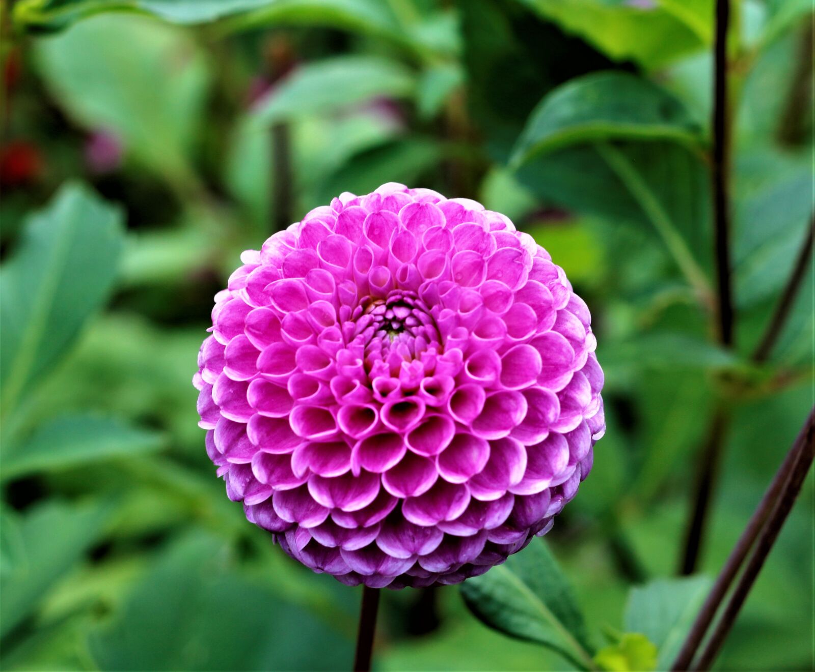 Canon EOS 760D (EOS Rebel T6s / EOS 8000D) sample photo. Nature, plant, flower photography