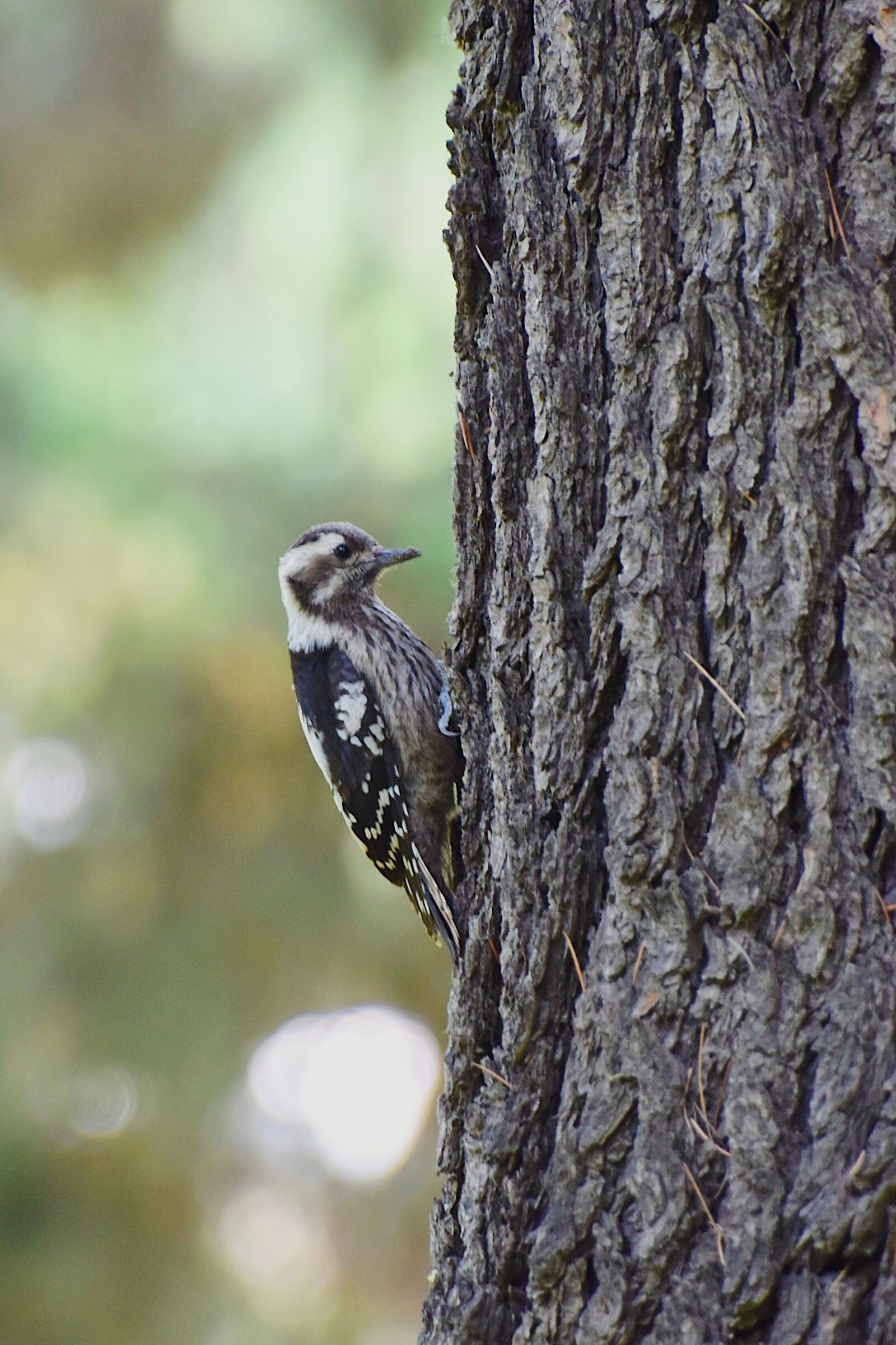 Nikon D7200 sample photo. Bird, birds, forest photography