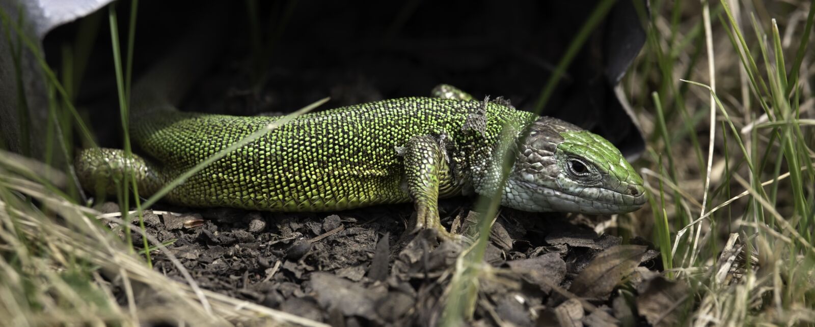 Canon EOS 200D (EOS Rebel SL2 / EOS Kiss X9) sample photo. Lizard, green lizard, animal photography