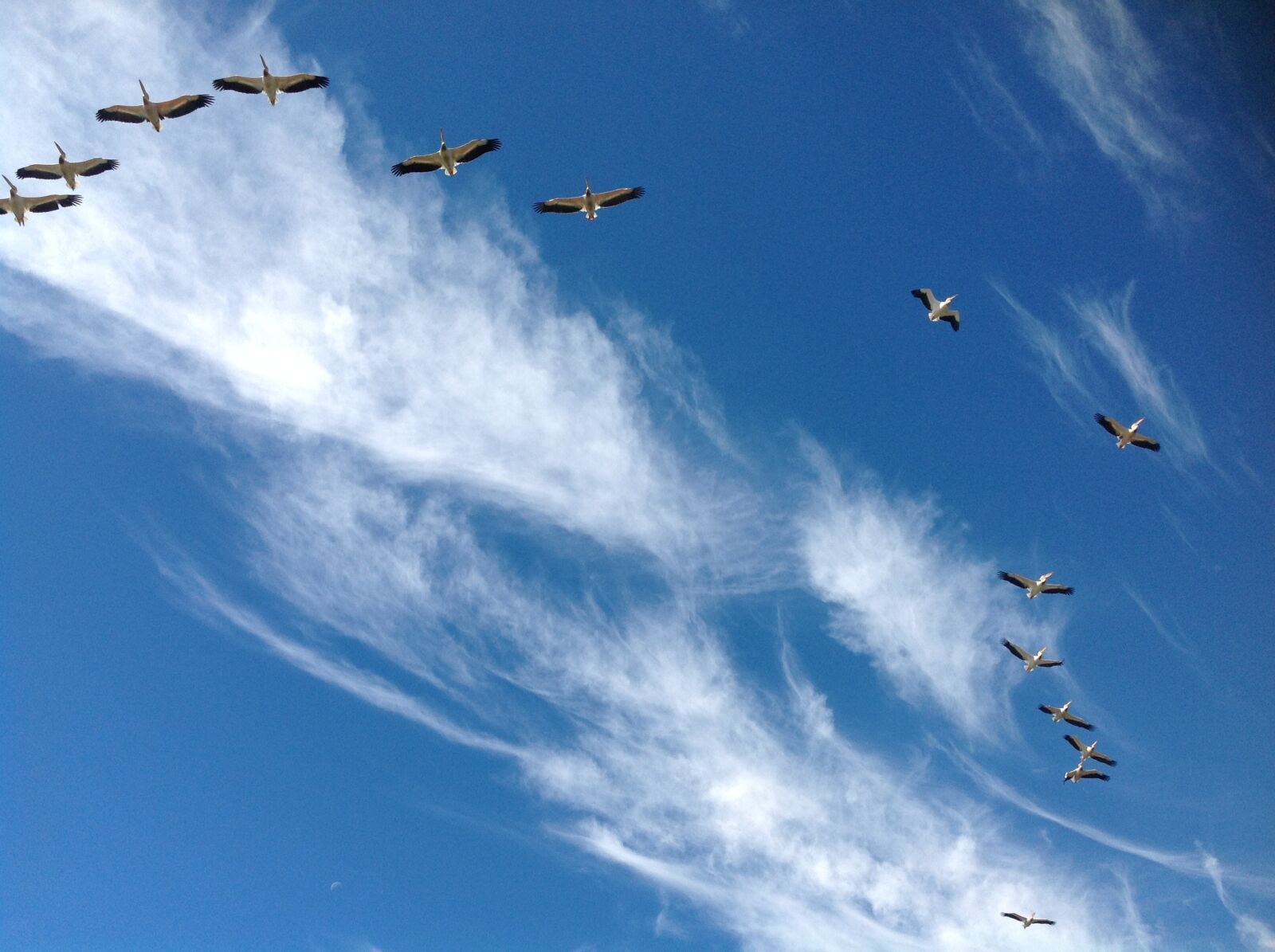 iPad back camera 4.28mm f/2.4 sample photo. Pelicans, flying, sky photography