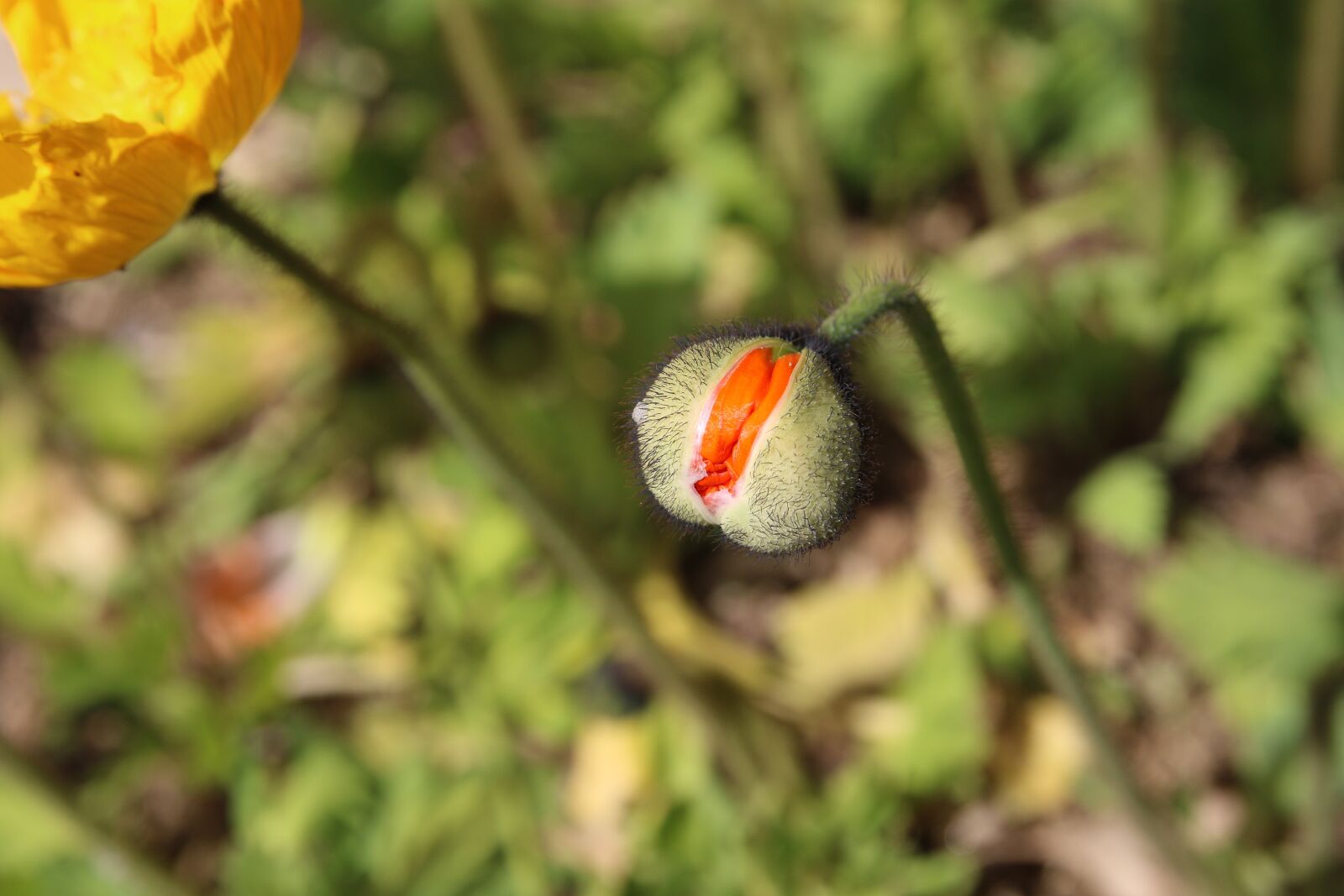 Canon EOS 7D Mark II sample photo. Poppy, yanggwibikkot, spring photography
