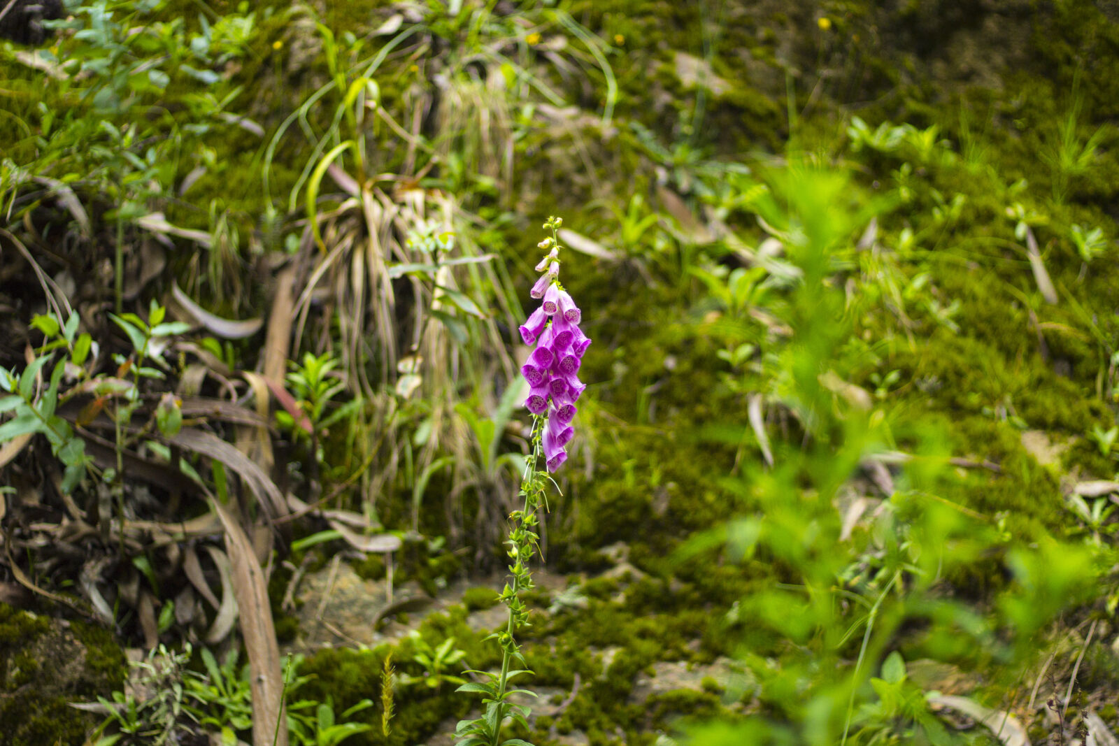 Canon EOS 1200D (EOS Rebel T5 / EOS Kiss X70 / EOS Hi) sample photo. Flowers, mountain, nature, purple photography
