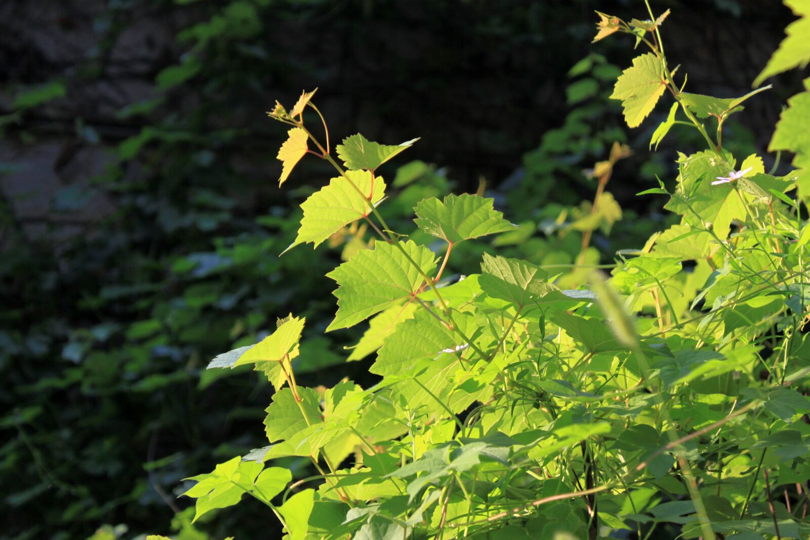Canon EOS 50D sample photo. Wood, leaves, wild photography