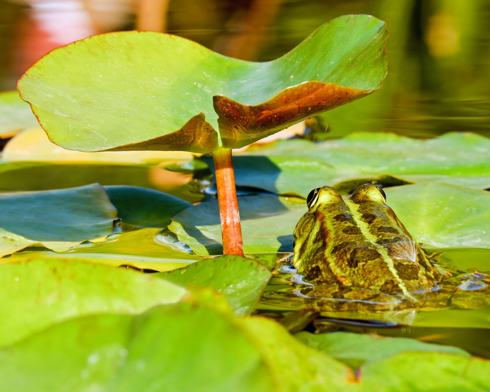 Fujifilm X-T10 + Fujifilm XC 50-230mm F4.5-6.7 OIS sample photo. Frog, water frog, frog photography