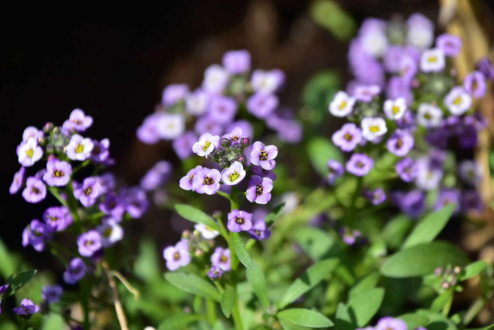 Nikon D7200 sample photo. Flower, garden, plant photography