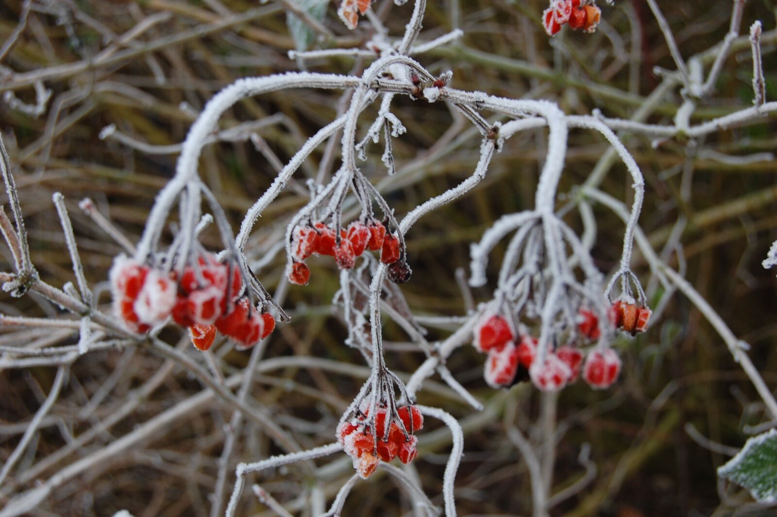 Nikon D40 sample photo. Plant, fruit, winter photography