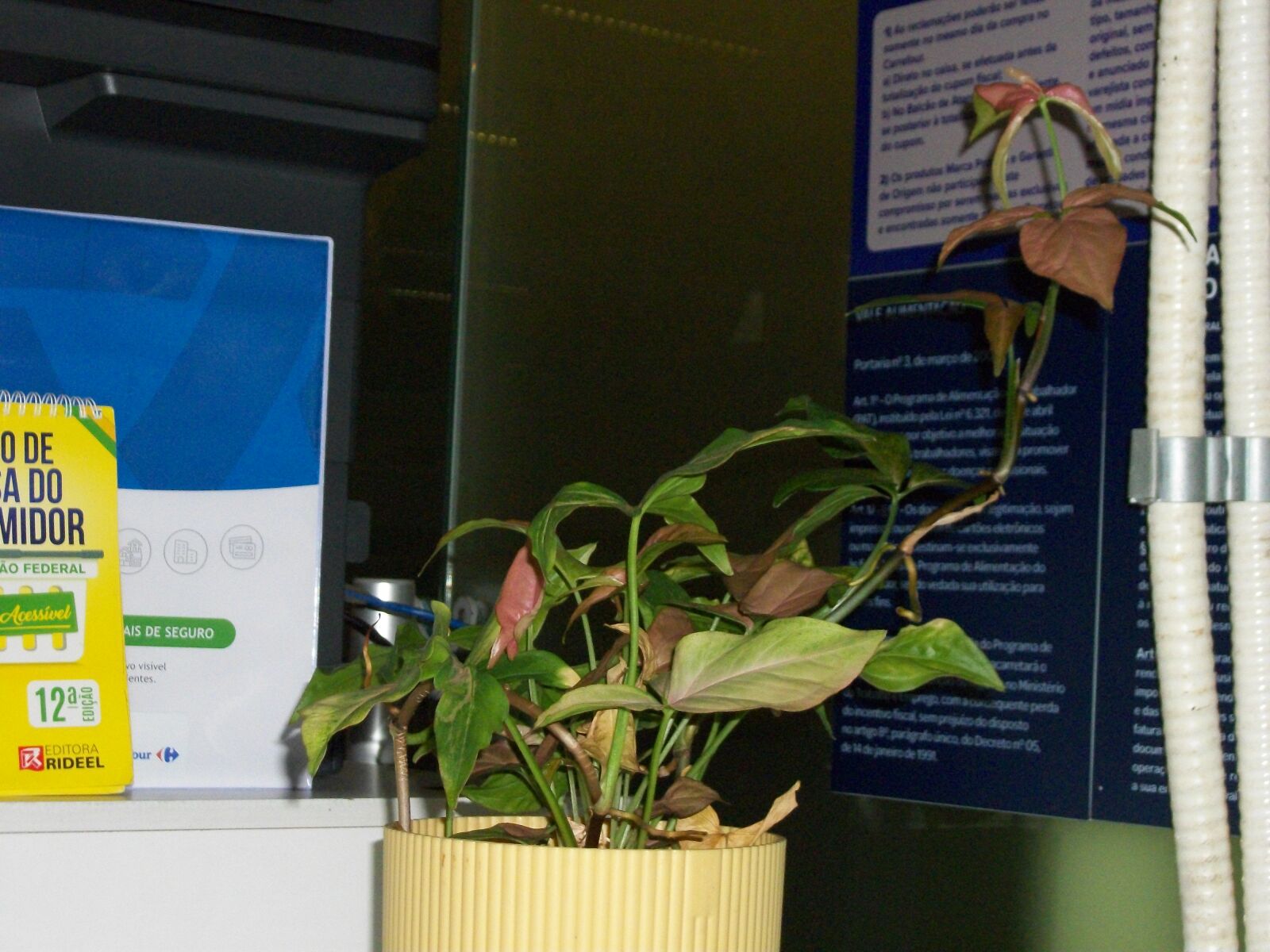Kodak EASYSHARE C182 DIGITAL CAMERA sample photo. Random carrefour plant photography