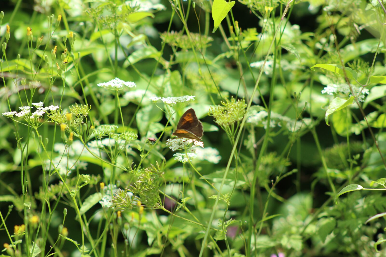 Canon EF75-300mm f/4-5.6 sample photo. Butterfly, grass, leaves photography