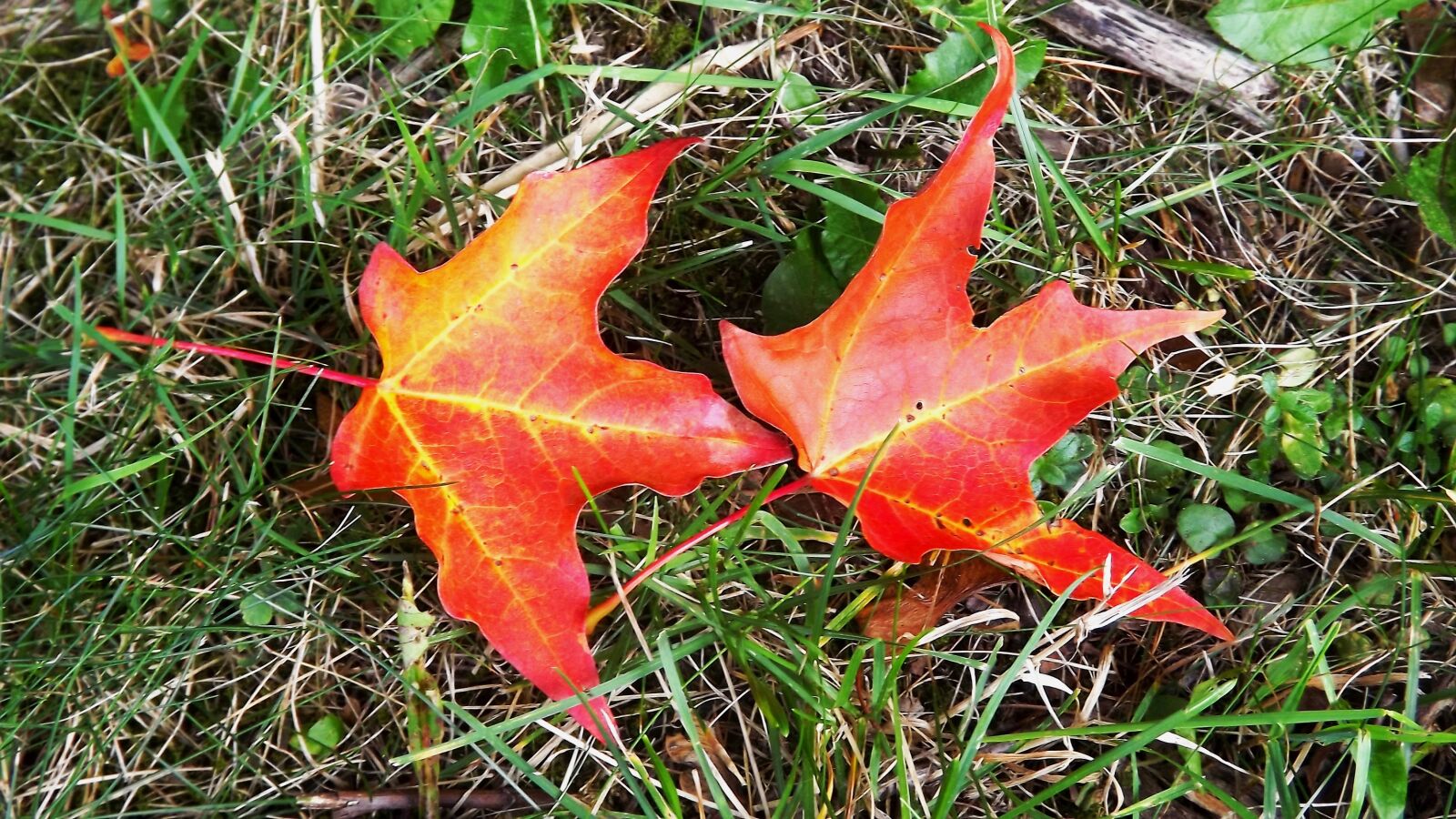 Fujifilm FinePix S3400 sample photo. Nature, meadow, grass photography