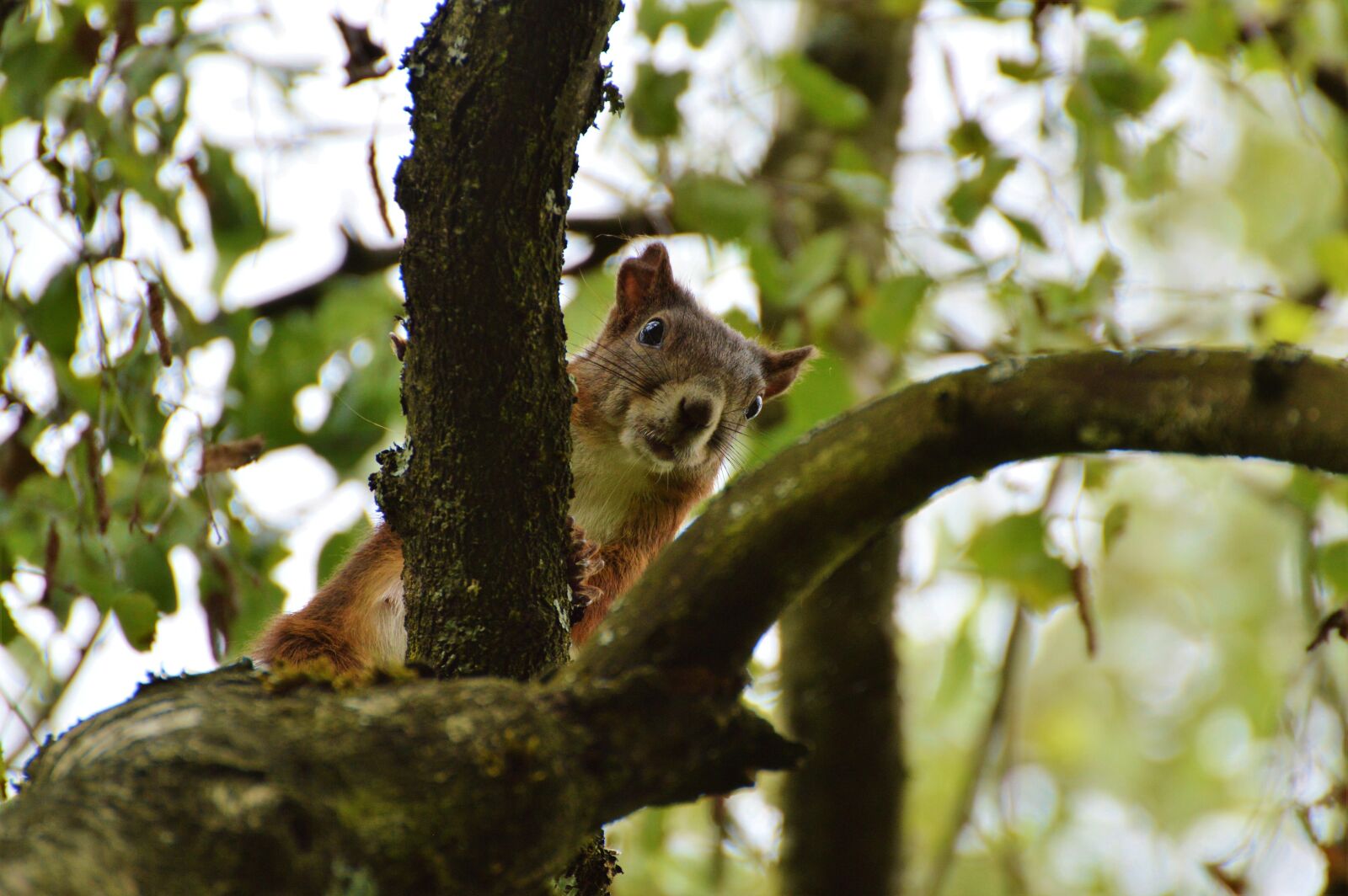 Nikon D3200 sample photo. Squirrel, nager, rodent photography