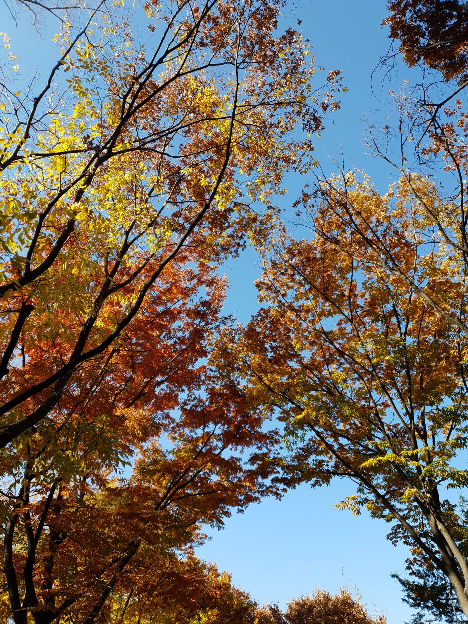 Samsung Galaxy S10e sample photo. Autumn, park, wood photography