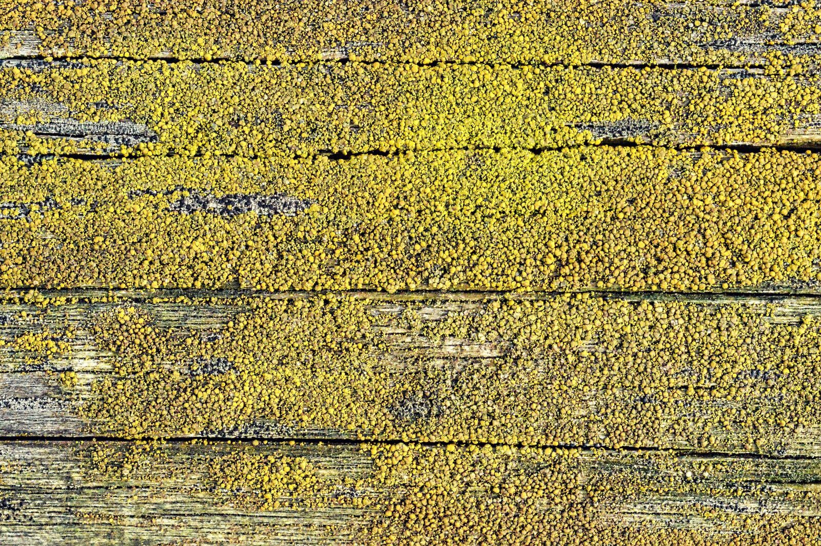 Nikon D3200 sample photo. Texture, wood, mushrooms photography