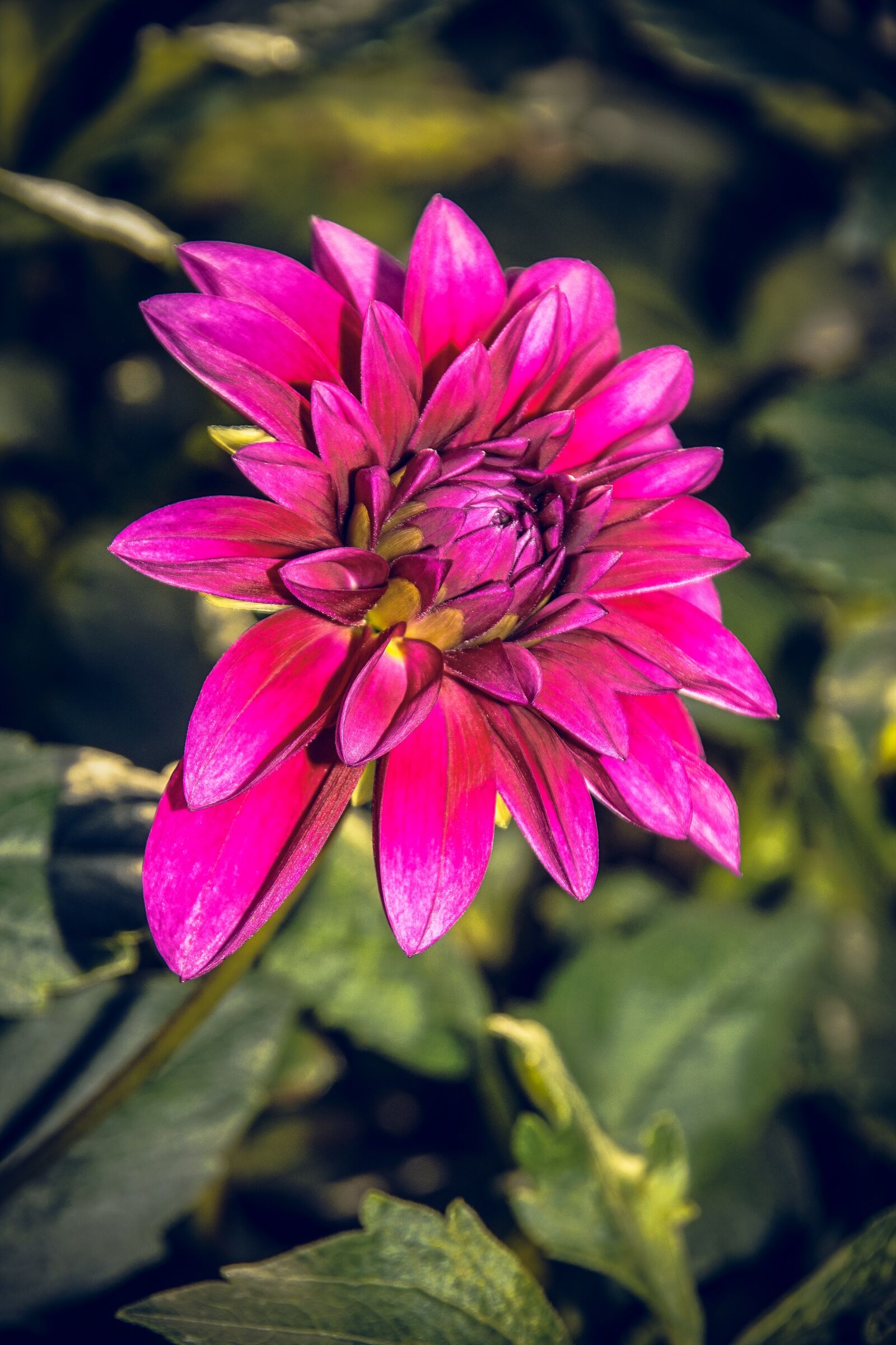 Sony ILCA-77M2 sample photo. Dahlia, blossom, bloom photography