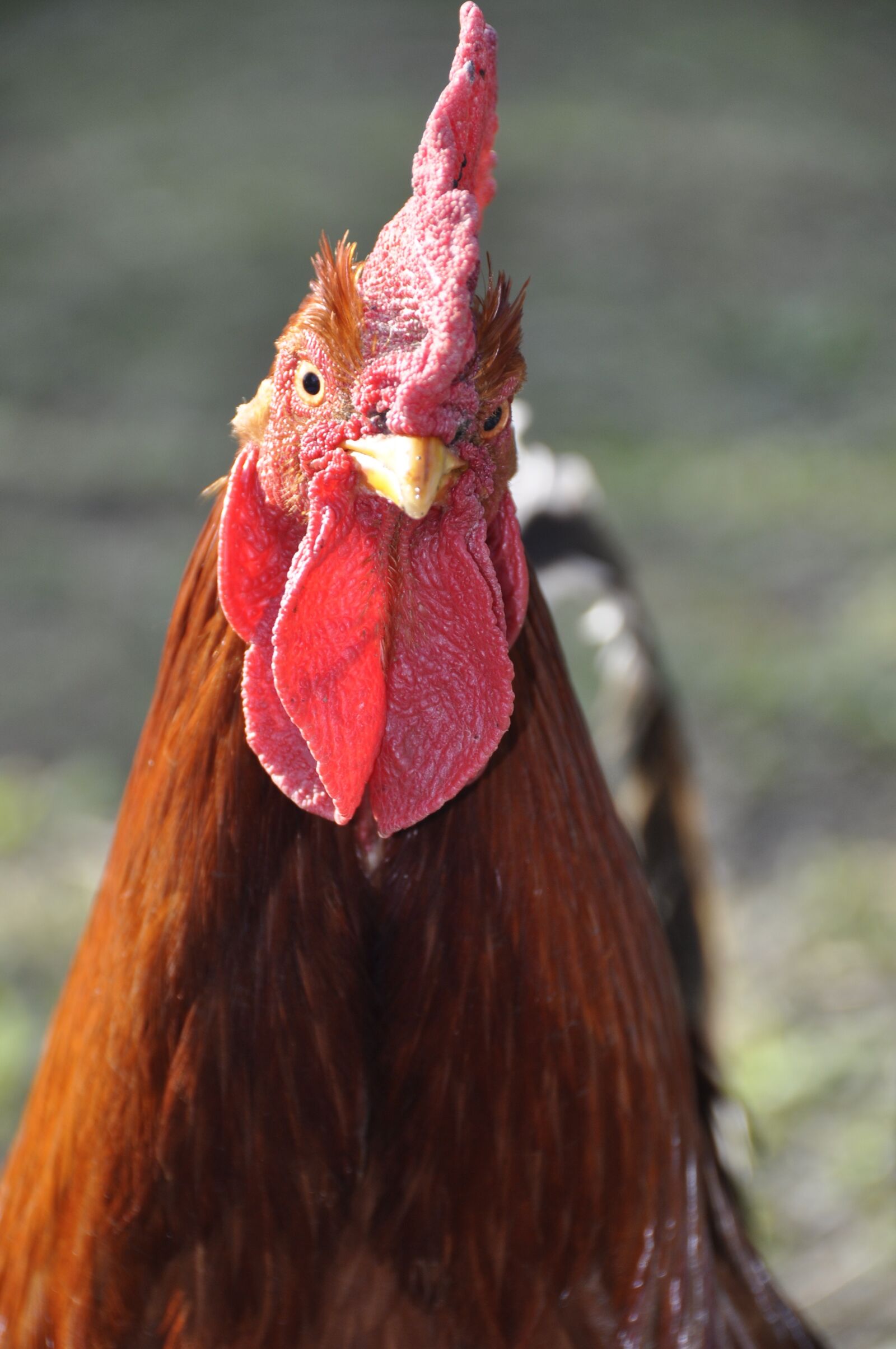 Nikon D90 sample photo. Hahn, poultry, pride photography